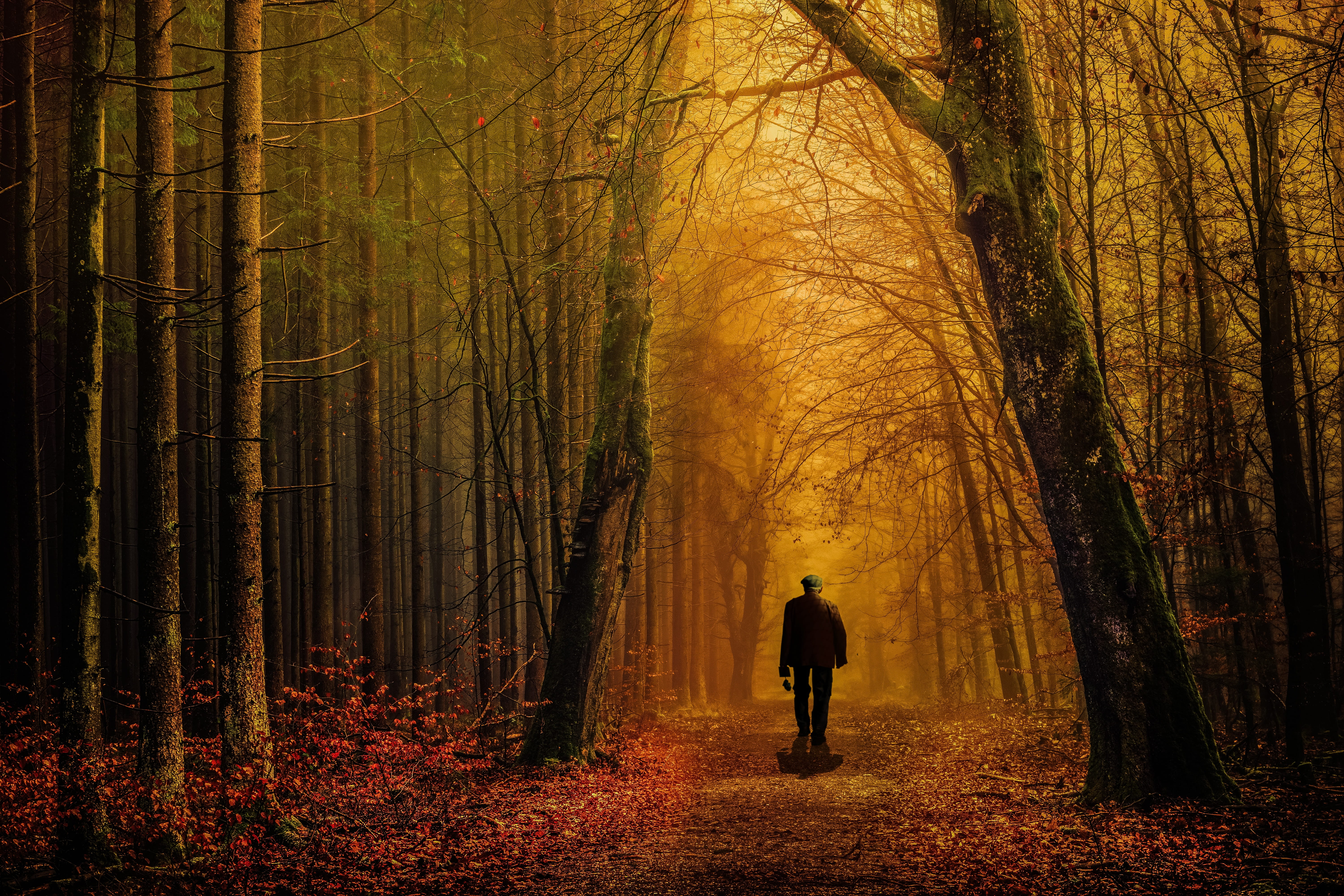 rear view, sunlight, dark, park, mood, landscape, leisure activity, person, beauty in nature, autumn, trail, one person, outdoors, scene, lifestyle, ground, HD Wallpaper