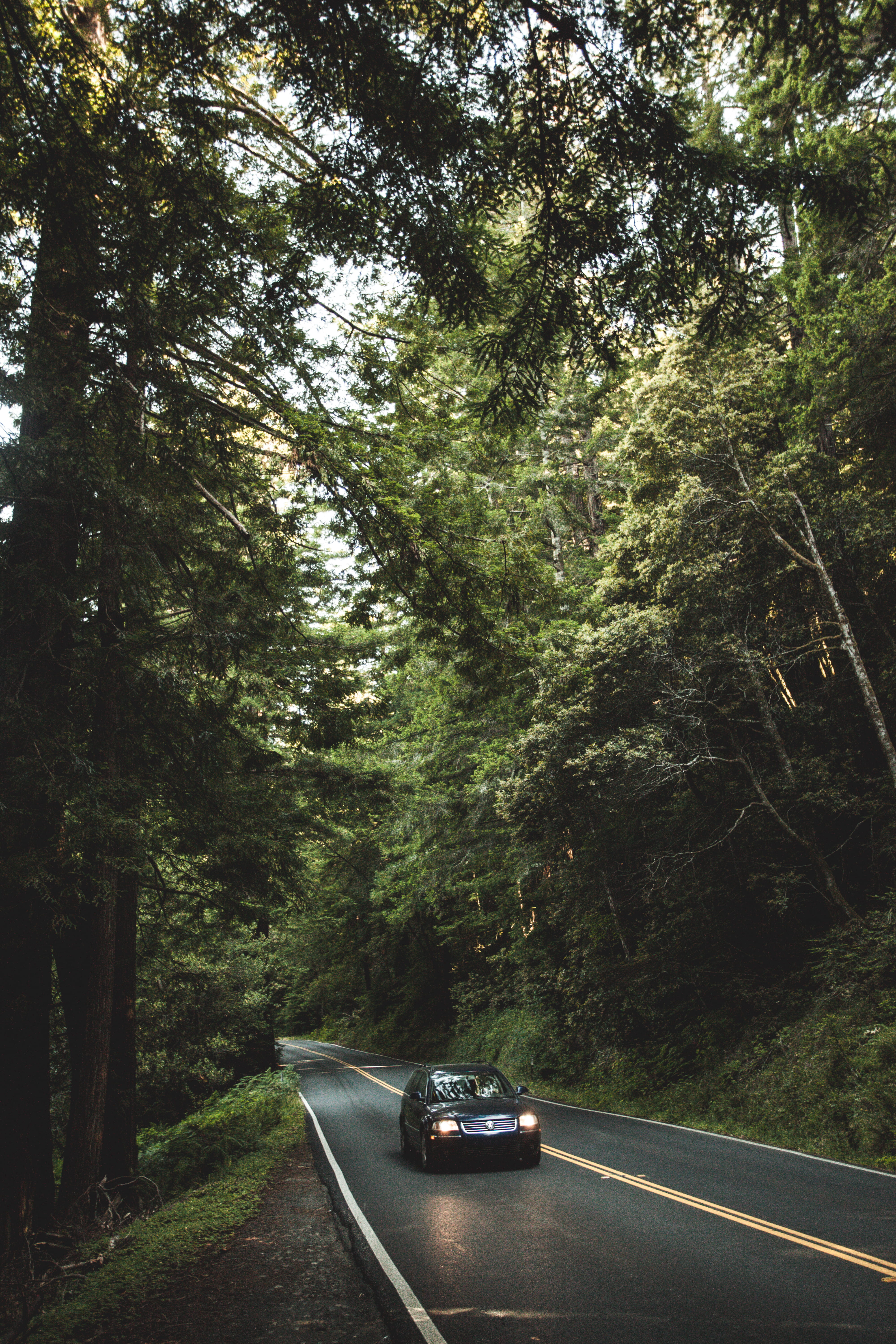 land, road trip, nature, direction, woodland, 5K, no people, transportation, beauty in nature, growth, car, road, forrest, plant, redwoods national park asbs state water quality protection area, Phone HD Wallpaper