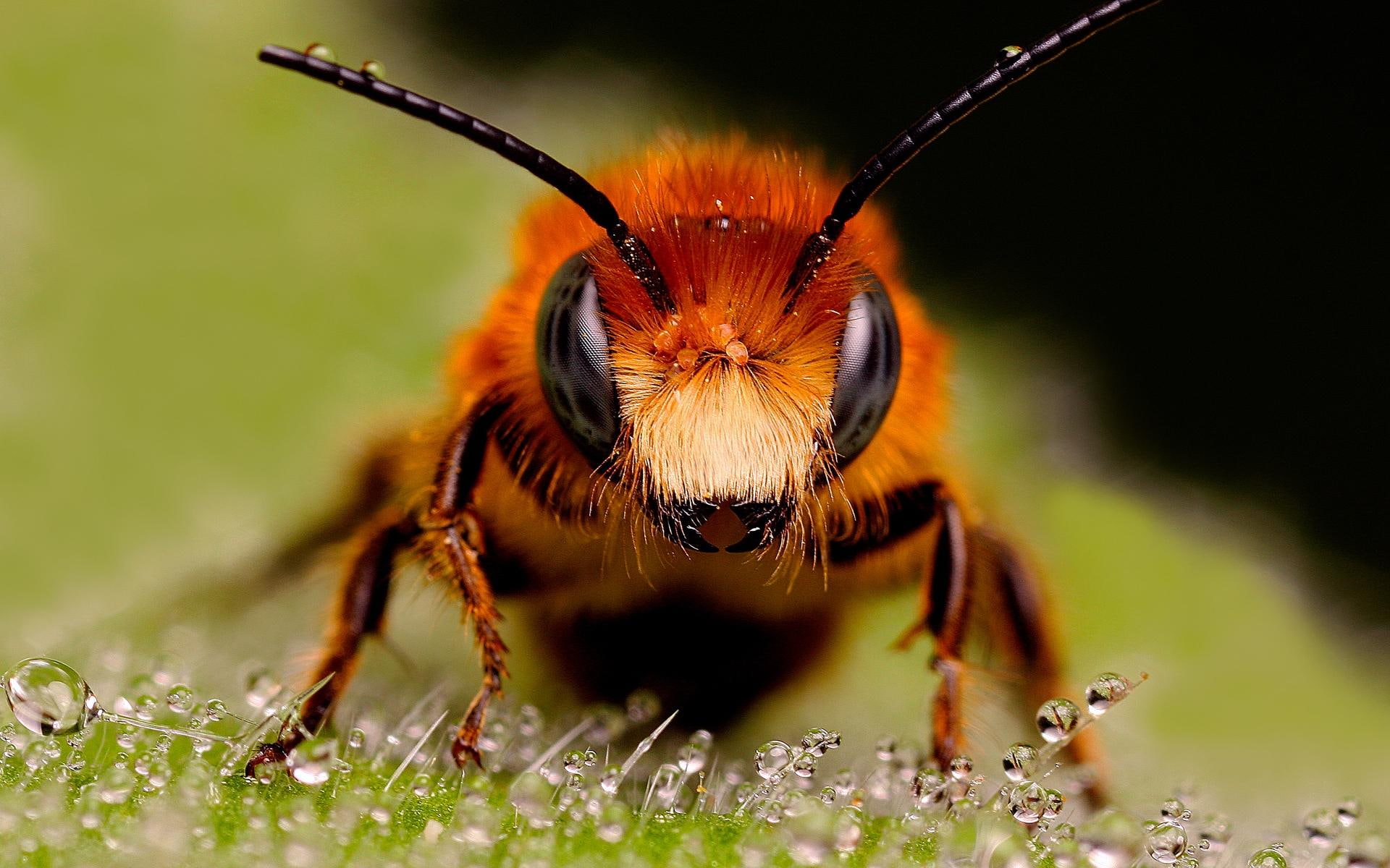 bee, looking, 1080P, antena, big, animals, eyes, HD Wallpaper