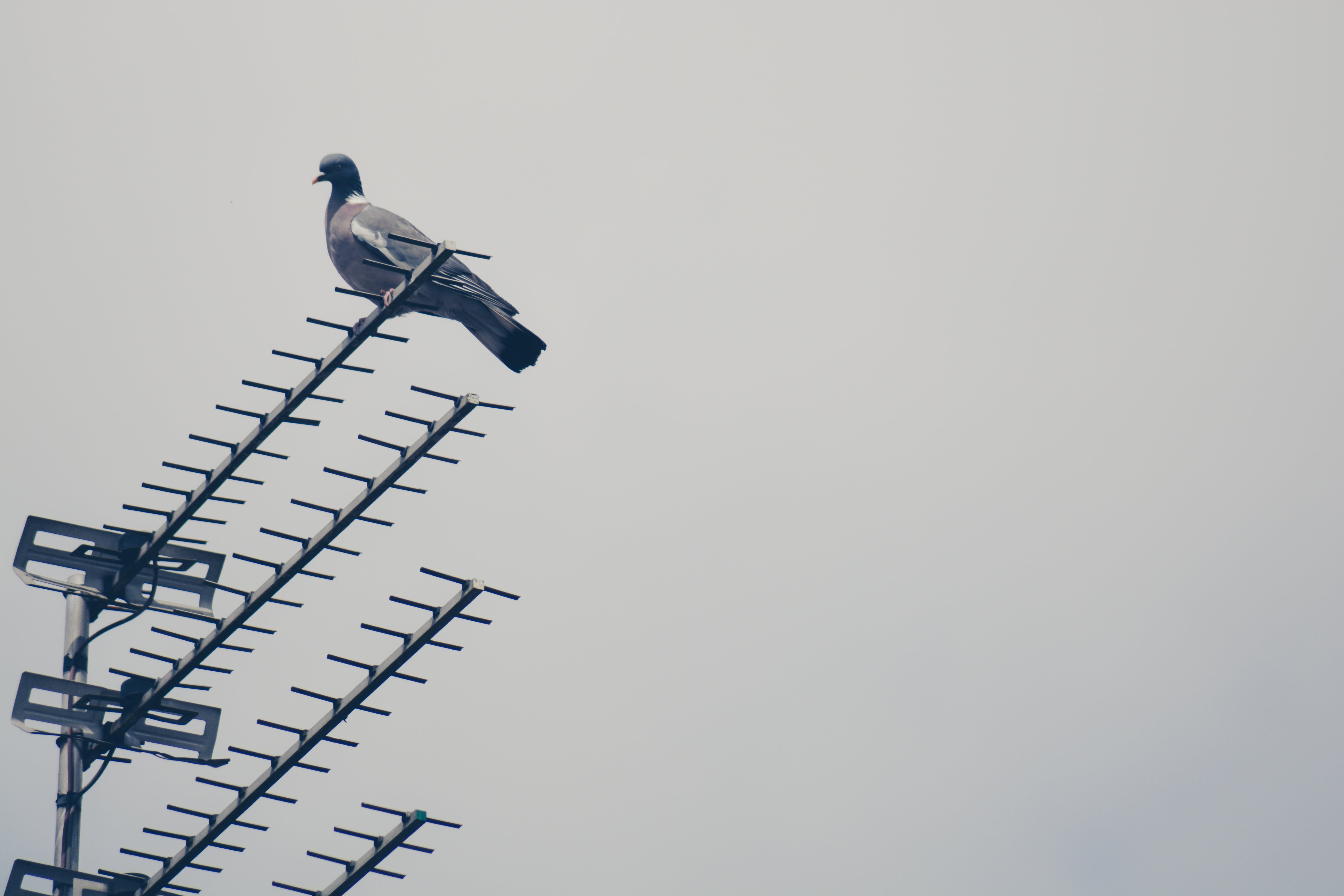 clear sky, gray, copy space, signal, animal, low angle view, close-up, antenna, nature, metal, architecture, music, animals in the wild, no people, musical note, HD Wallpaper