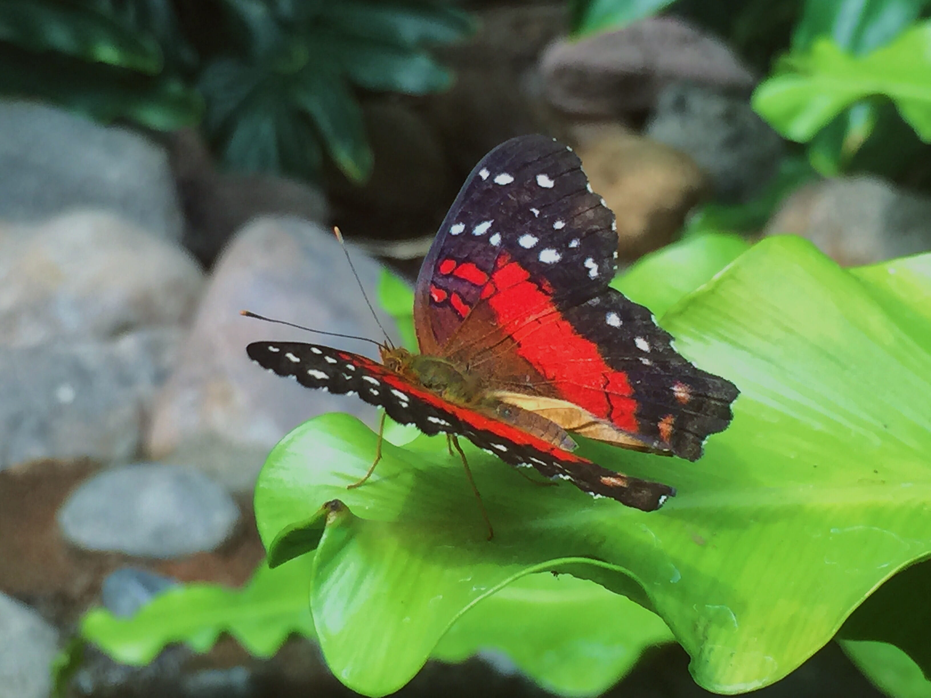 close-up, animal wildlife, invertebrate, beauty in nature, one animal, animal wing, outdoors, green color, river, insect, water, rock, plant, butterfly - insect, HD Wallpaper