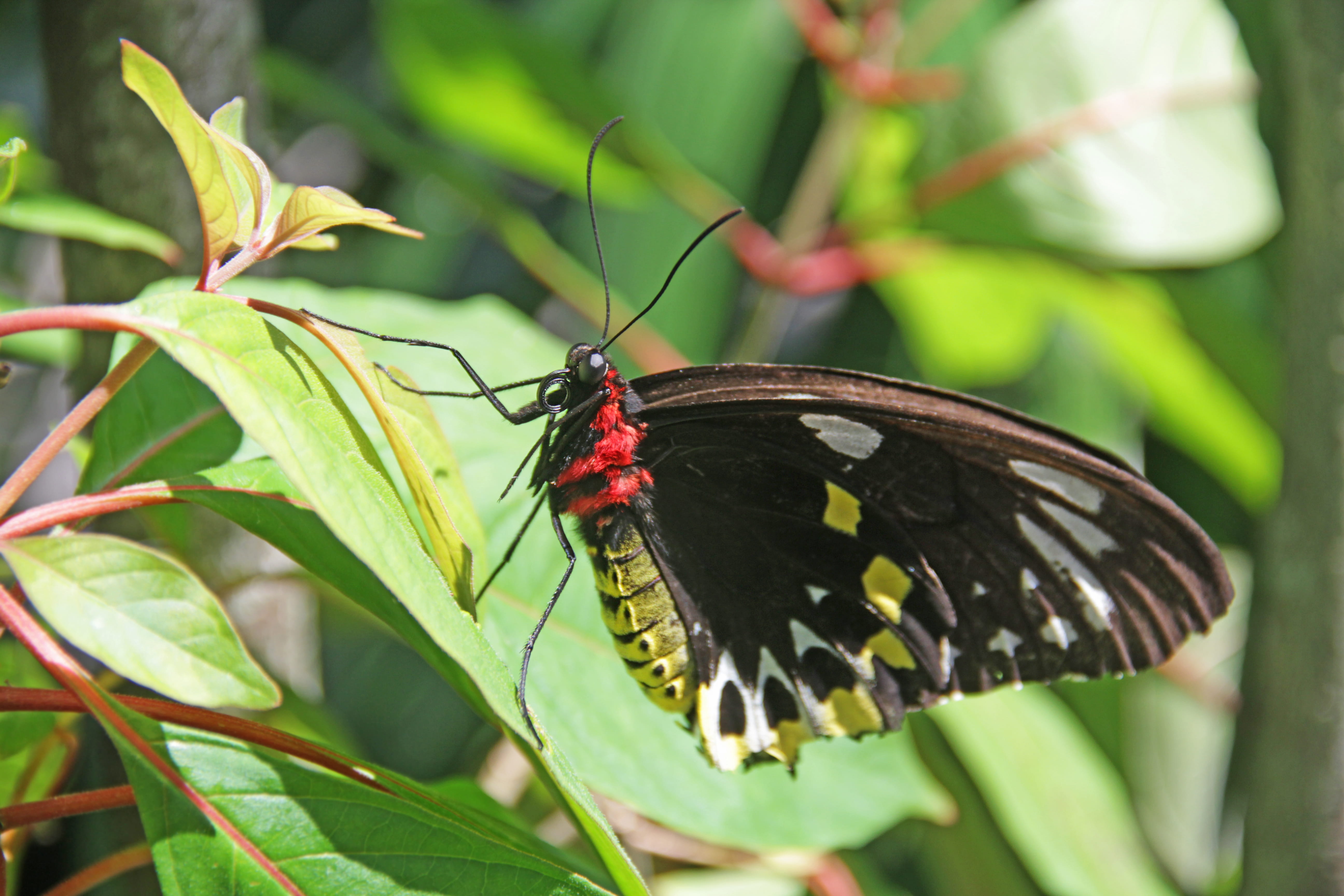 no people, butterfly, animals in the wild, day, green color, outdoors, pollination, animal wildlife, beauty in nature, invertebrate, antenas, one animal, HD Wallpaper