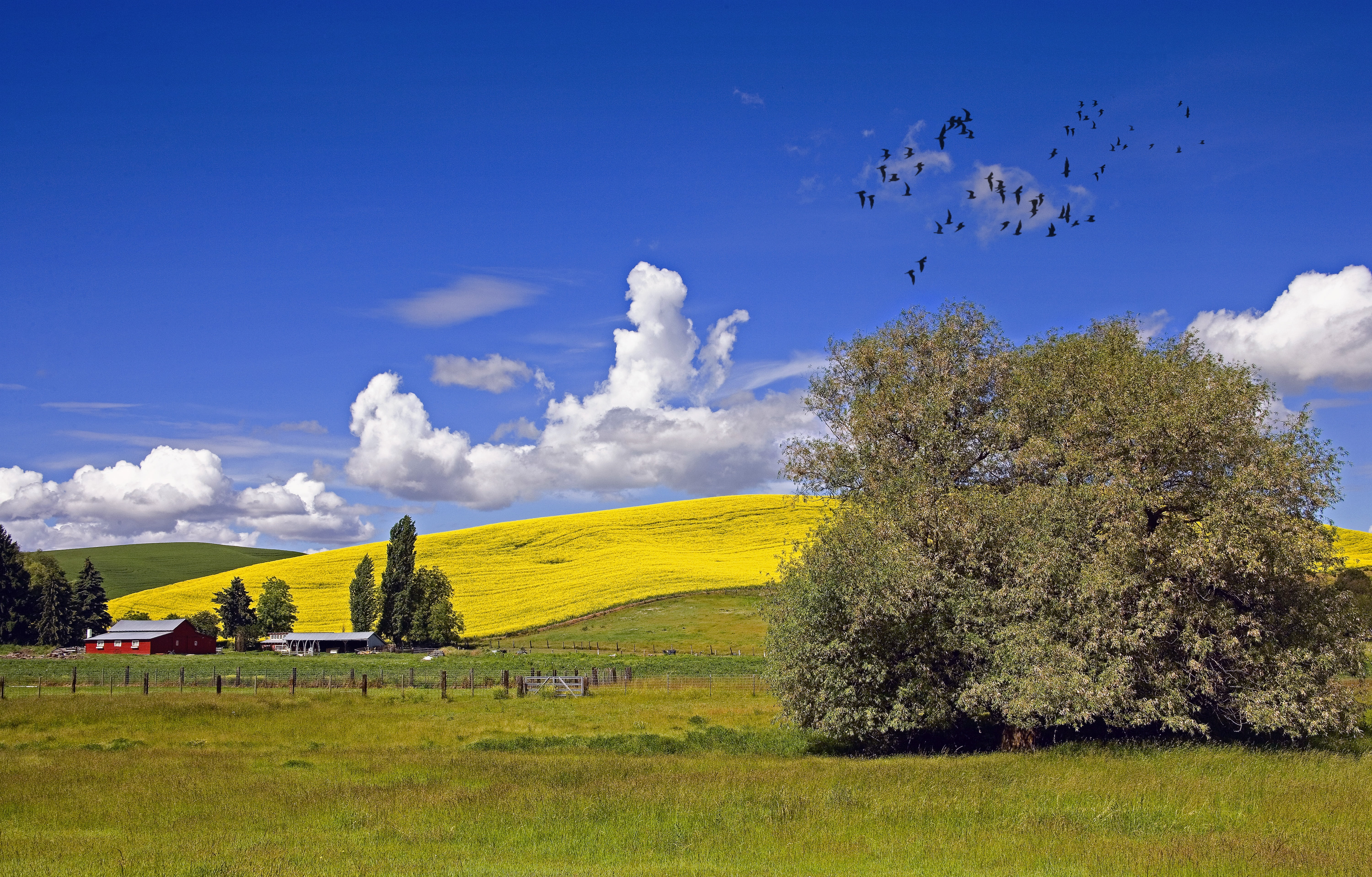 season, land, scenery, spring, sunny, green color, cloudy sky, growth, tranquility, leafed, rural scene, scenic, green, field, meadow, plant, tree, agriculture, HD Wallpaper