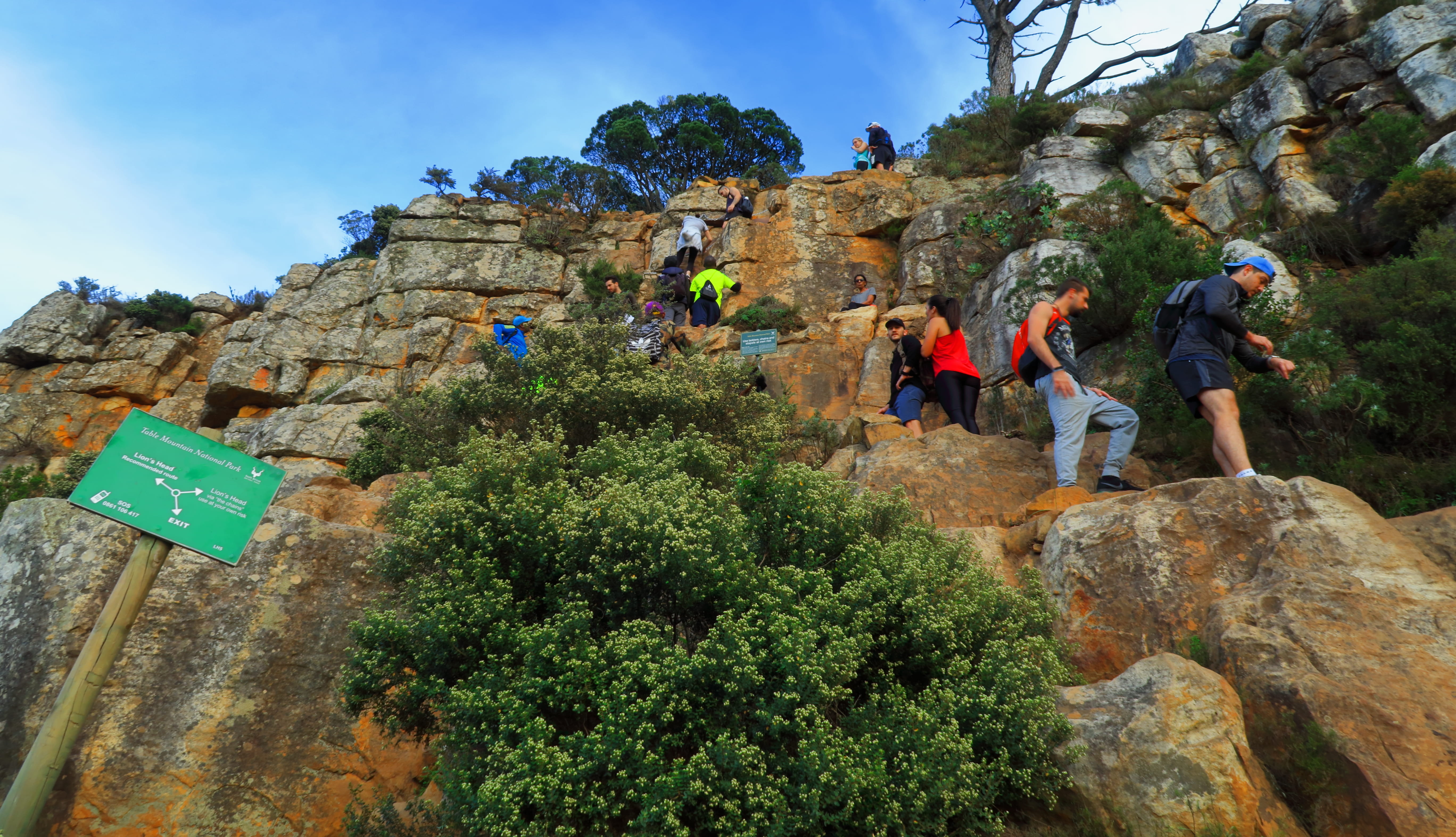 tree, people, nature, climbing, adult, south africa, mature men, signal hill, solid, outdoors, lifestyles, leisure activity, real people, men, group of people, HD Wallpaper