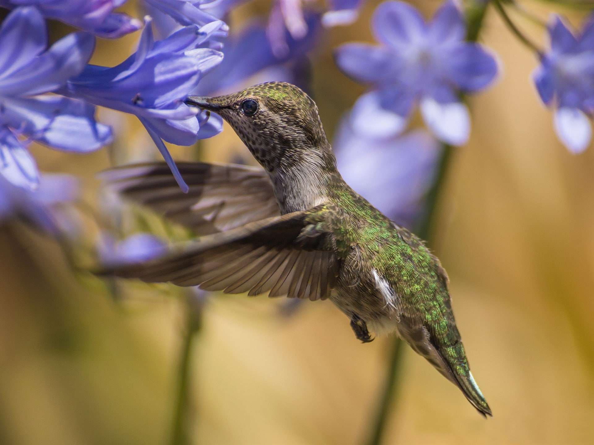 1080P, Flowers, Honey, Blue, Suck, Hummingbird, Hovering, HD Wallpaper
