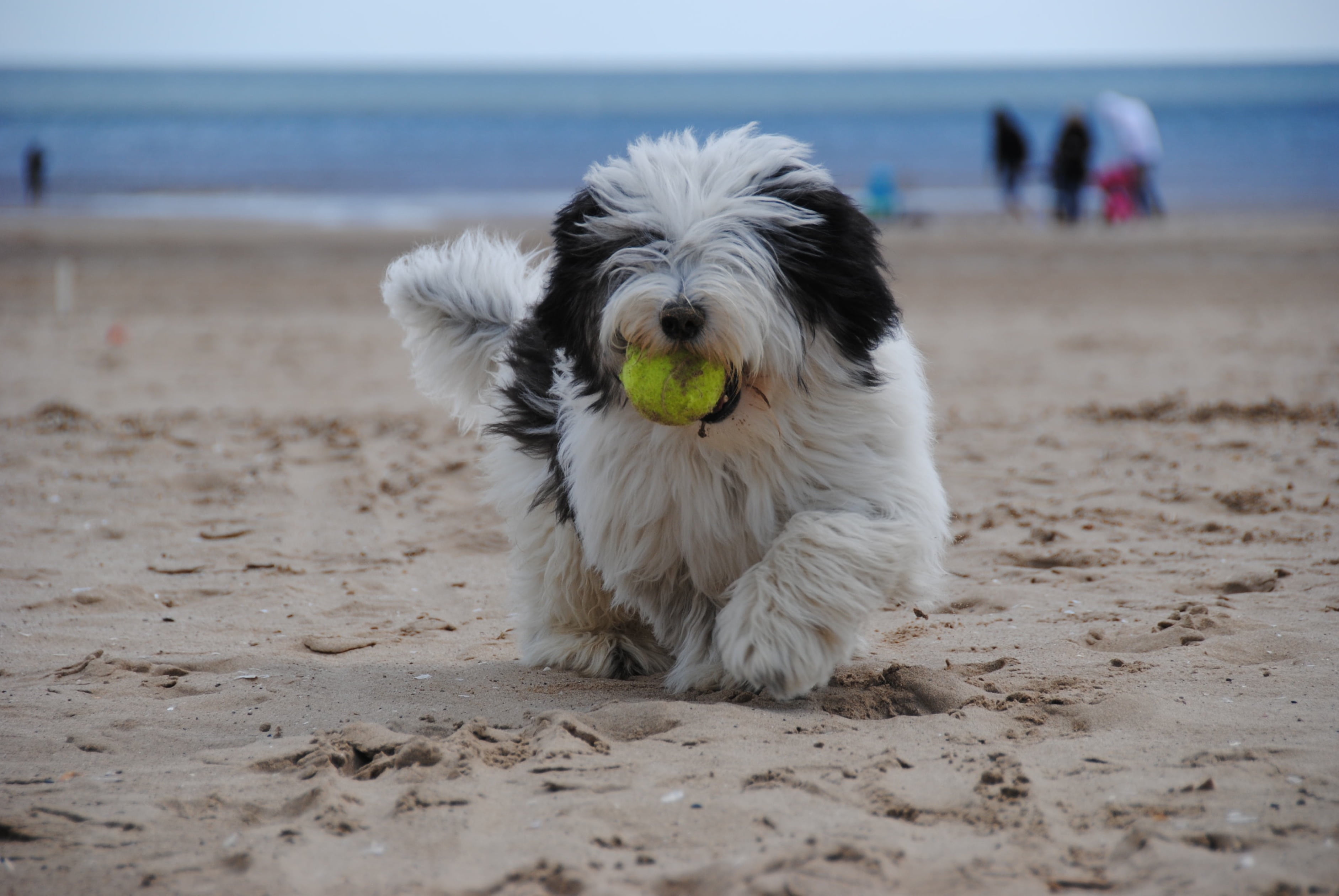 sucking, dog playing, purebred Dog, domestic animals, polish, outdoors, incidental people, land, tennis, sheepdog, pets, one animal, vertebrate, dog, beach, HD Wallpaper