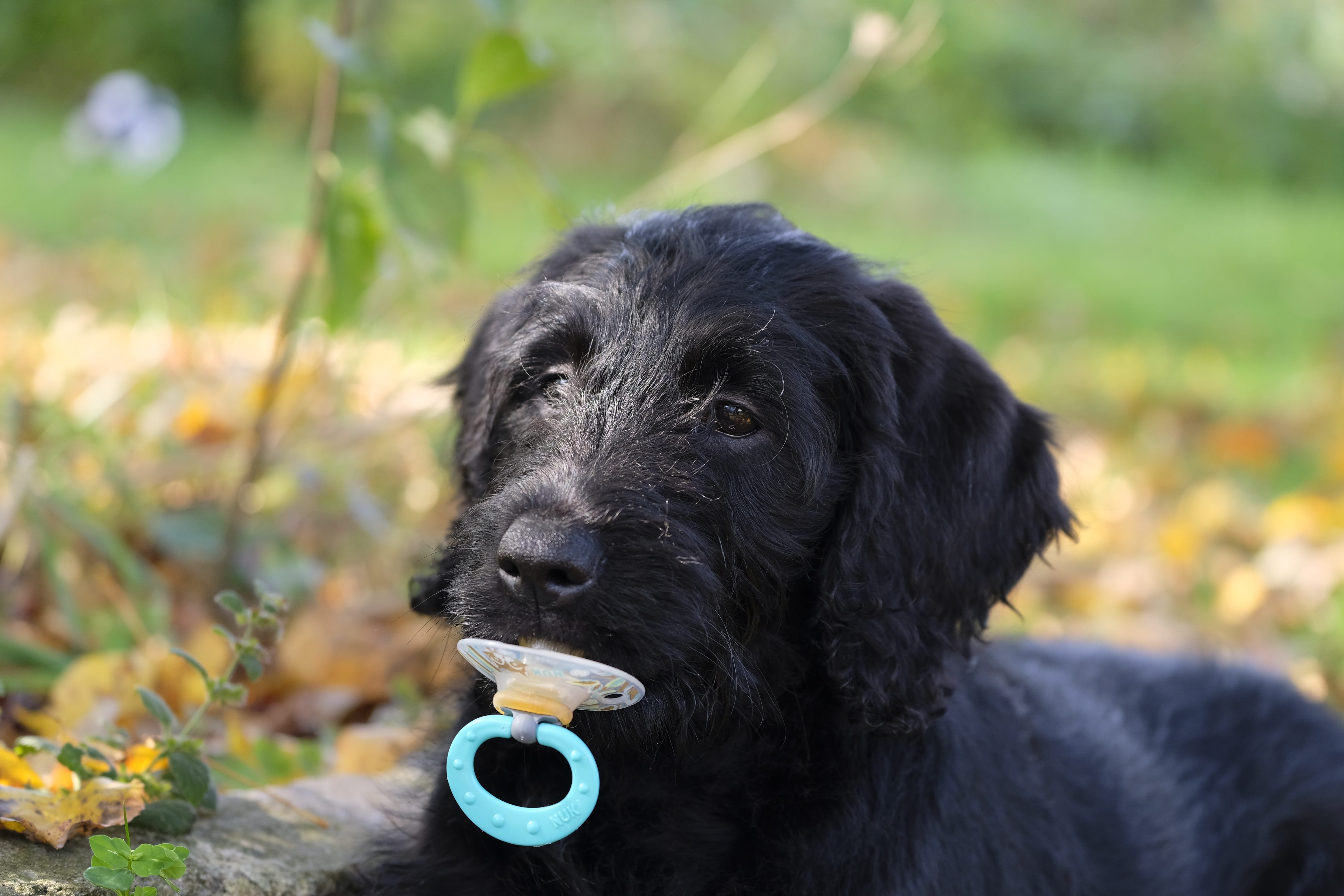 child, labrador, vertebrate, pacifier, black color, play, looking, portrait, nulli, dummy, pets, day, young, nature, king poodle, canine, labradoodle, mammal, HD Wallpaper