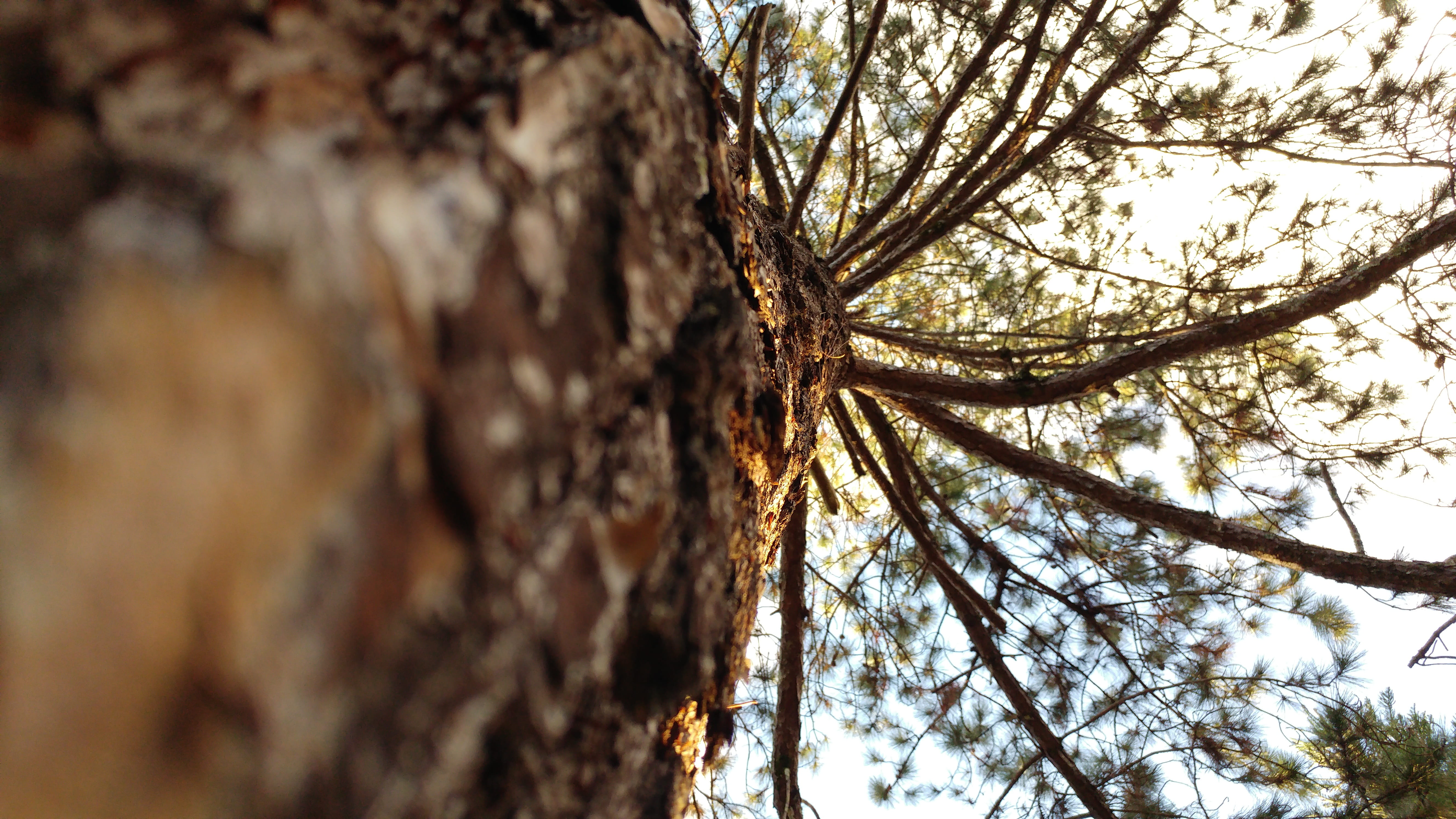 plant, day, no people, growth, tree, no person, summer, textured, environment, 5K, bark, nature, station, selective focus, beauty in nature, bare tree, HD Wallpaper