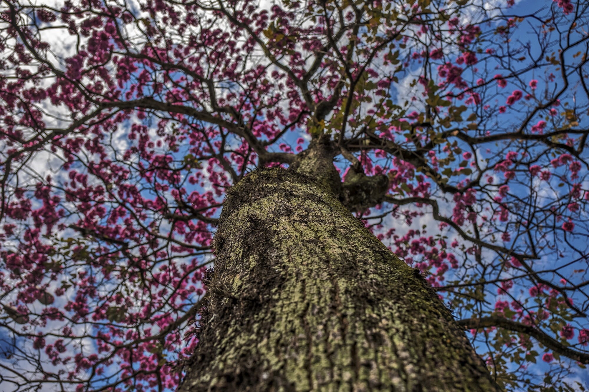 trunk, spring, sky, day, plant, tree, cherry tree, beauty in nature, pink color, branch, nature, blossom, freshness, no people, flower, flowering plant, HD Wallpaper