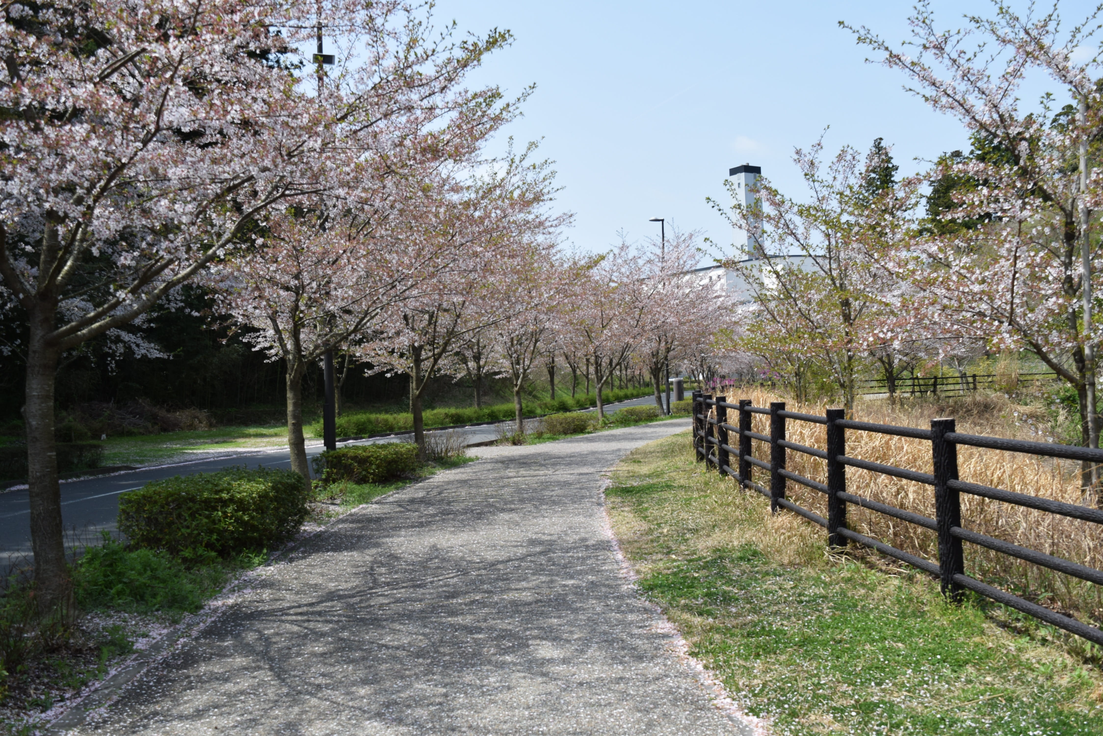 4K, branch, landscape, sky, blossom, no people, cherry blossom, plant, nature, flower, footpath, the way forward, beauty in nature, flowering plant, tranquility, HD Wallpaper