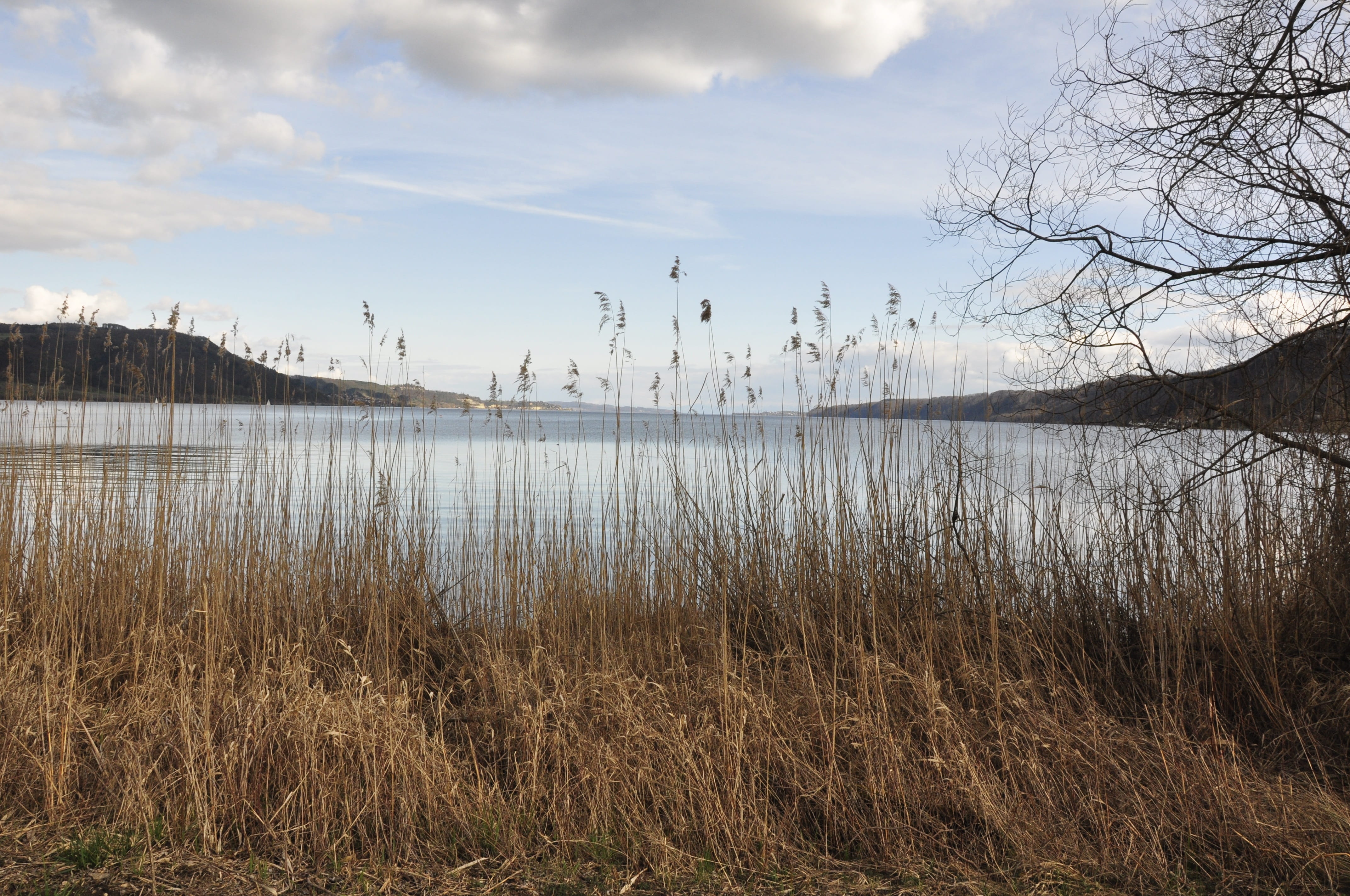 water, beauty in nature, tree, reed, growth, bare tree, lake constance, no people, grass, tranquil scene, day, lakeshore, nature, tranquility, ludwigshafen, HD Wallpaper