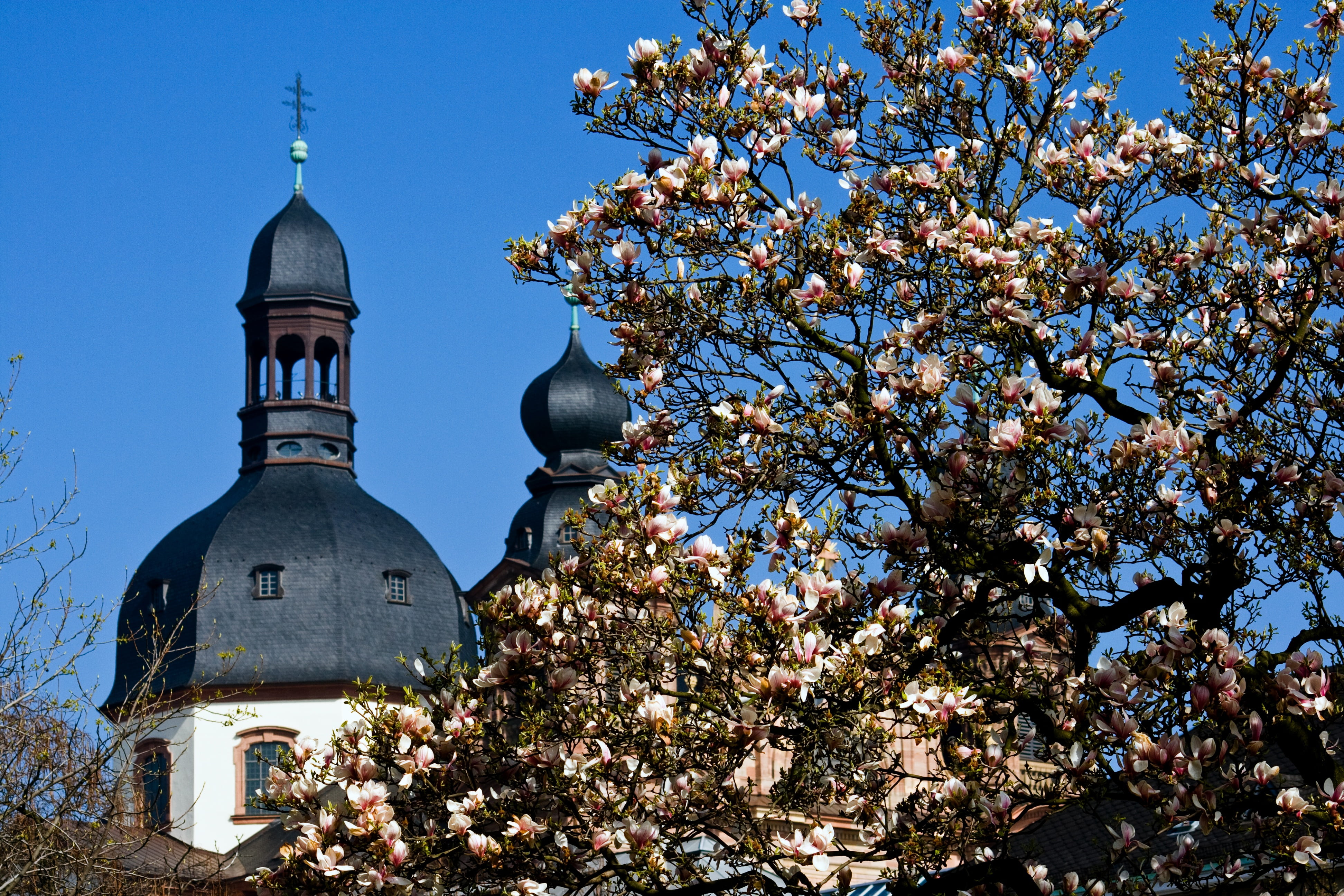 place of worship, religion, cherry blossom, built structure, mannheim, flowering plant, 4K, plant, magnolia blossom, dome, building exterior, architecture, HD Wallpaper
