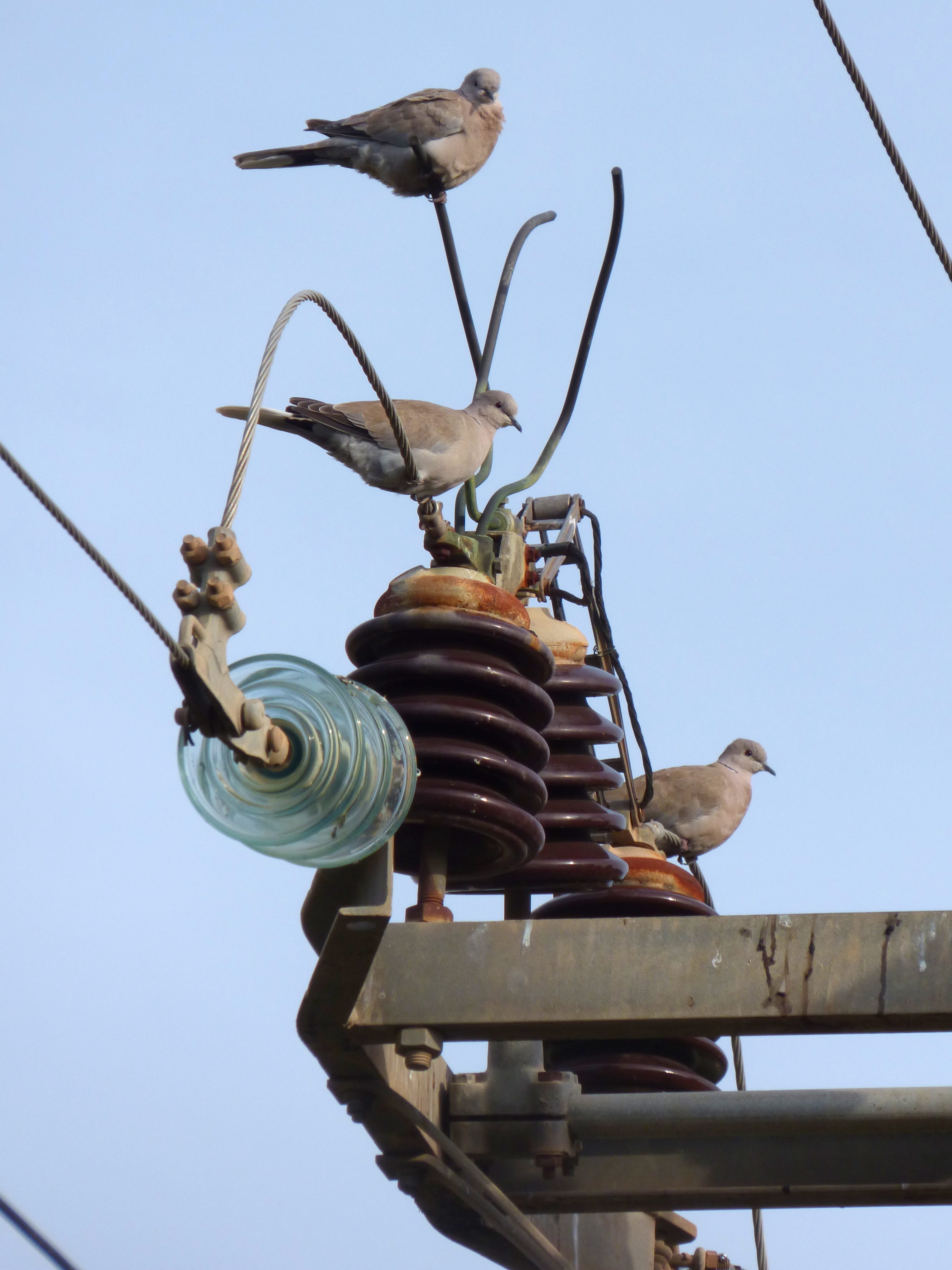 sky, electric shock, nature, 4K, animals in the wild, Transformer, insulators, group of animals, low angle view, two animals, animal themes, clear sky, Phone HD Wallpaper