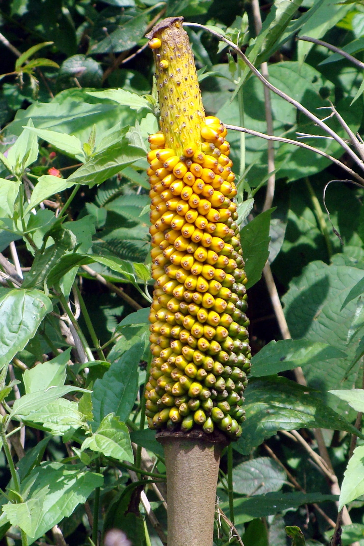 lily, Flower, yellow, sahyadri, Cobra Lily, ripe, plant part, sweetcorn, outdoors, food, forest, close-up, 1080P, freshness, healthy eating, malayan sword, Phone HD Wallpaper