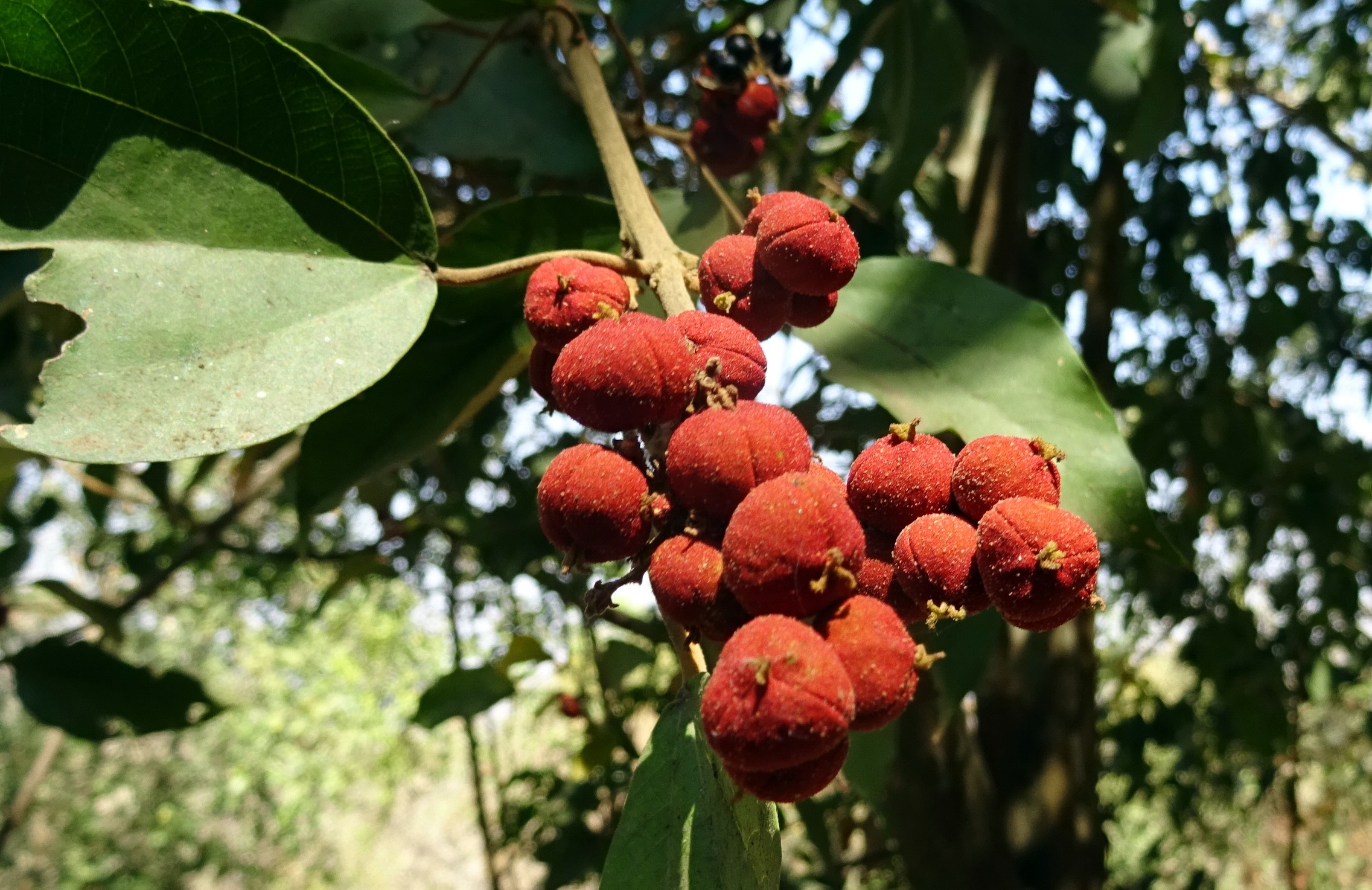 berries, berry fruit, wild, western ghats, tree, plum, day, wellbeing, low angle view, india, fruit, nature, plant, red, leaf, sahyadri, karnataka, no people, HD Wallpaper
