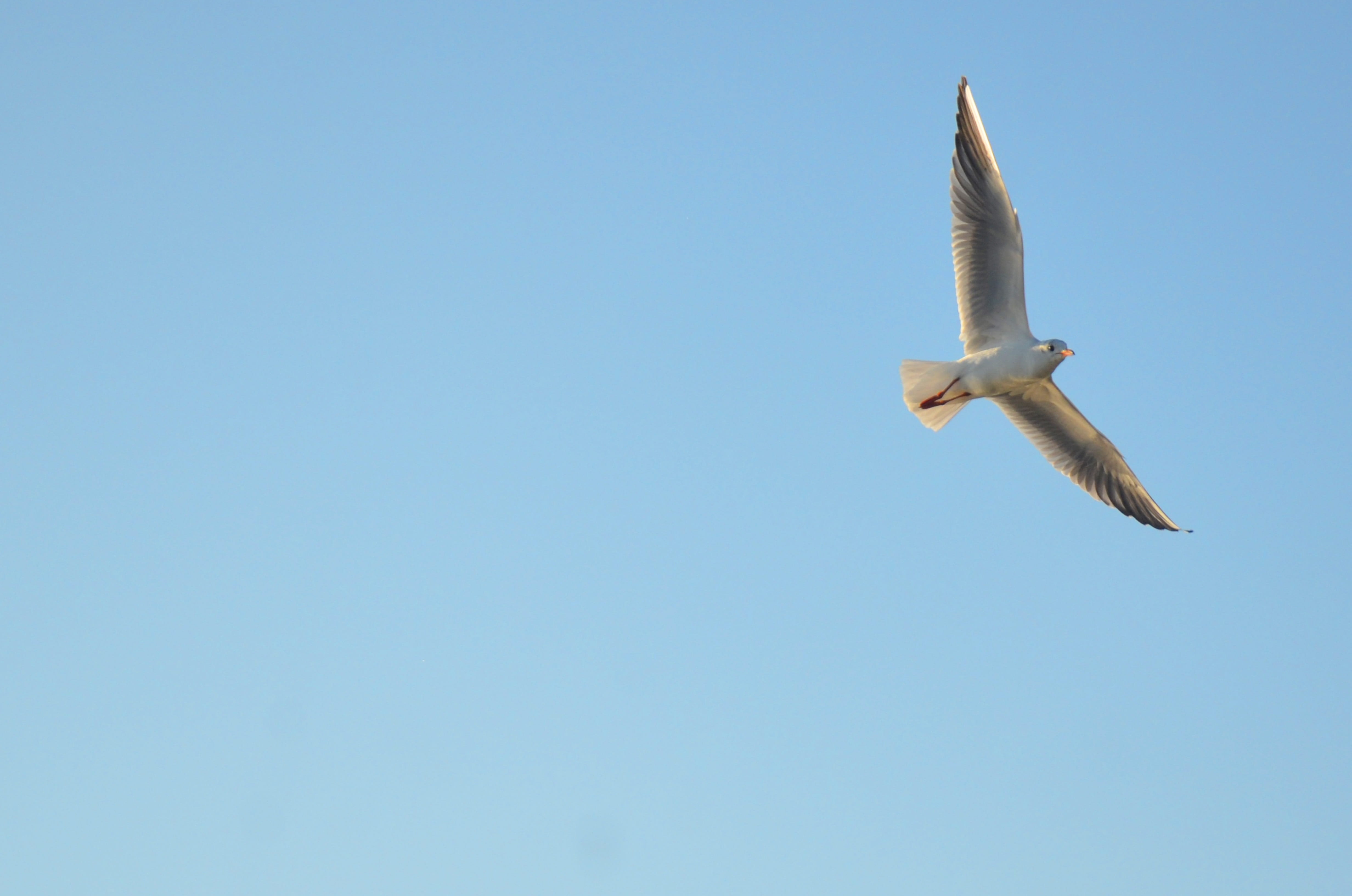 Seagull, animal, Dahl, spread wings, animals in the wild, mid-air, blue, nature, Bird, Sky, no people, copy space, directly below, cormorant, flying, animal themes, HD Wallpaper