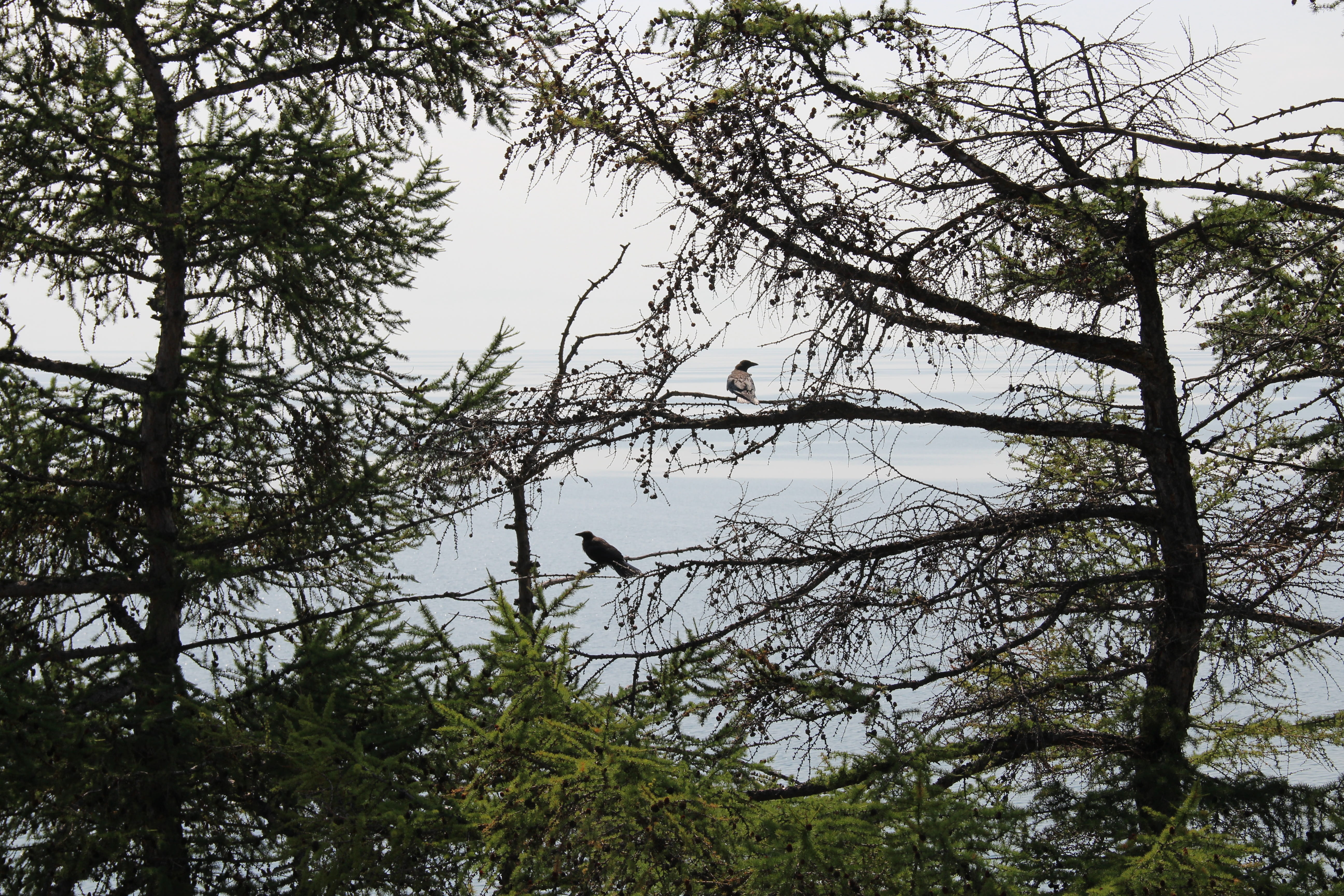 trees, outdoors, raven, forest, baikal, day, nature, tree, tranquility, lake, living nature, branch, animal themes, bird, plant, tranquil scene, non-urban scene, HD Wallpaper