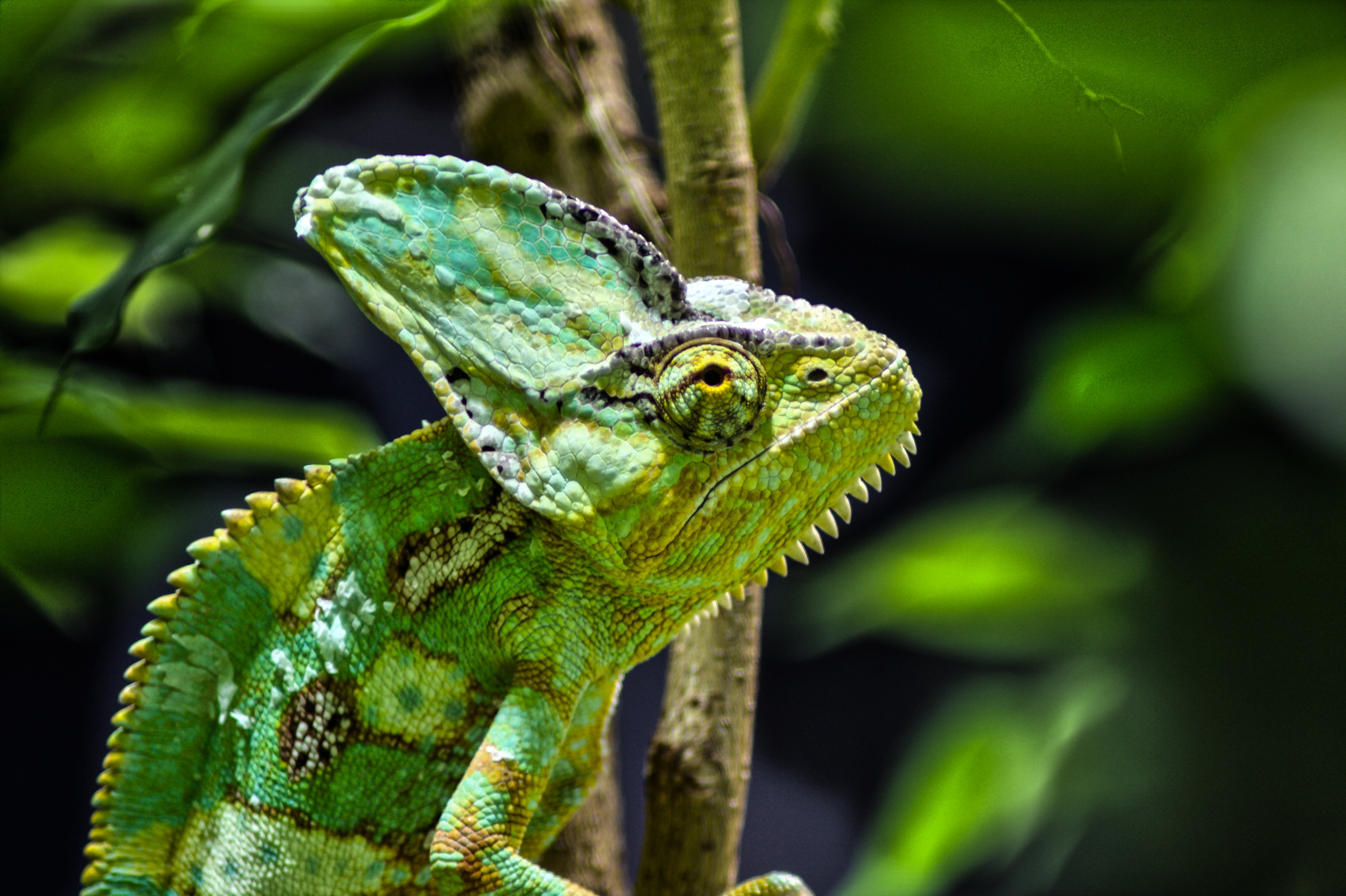 5K, animal head, animal, nature, lizard, plant, branch, tree, animals, iguana, animal wildlife, one animal, focus on foreground, bochum, animal eye, no people, HD Wallpaper