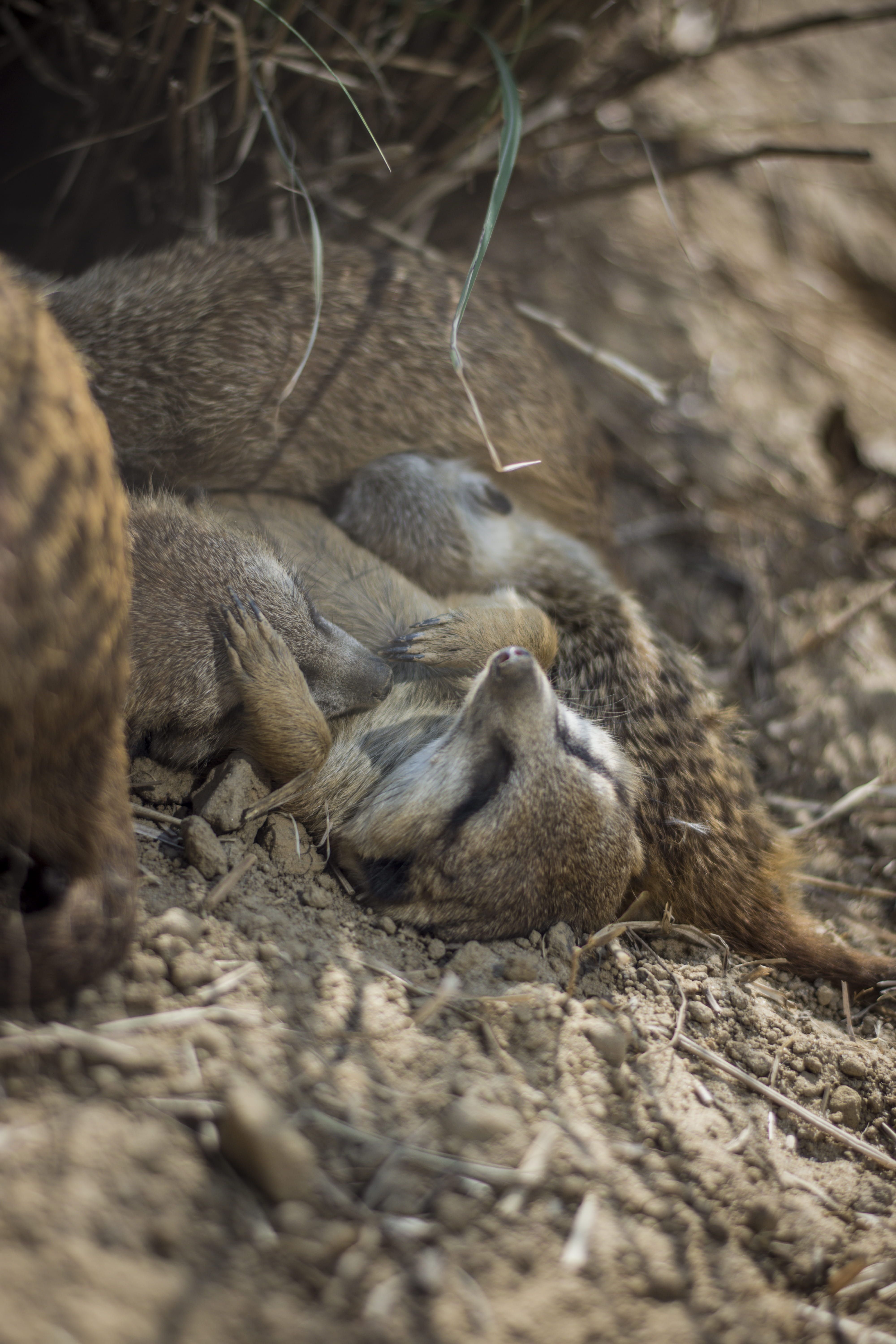 zoo, selective focus, wallaby, eating, team nikon, monkey, animals in the wild, day, tierpark bochum, bochum, no people, group of animals, animals, fox, Phone HD Wallpaper