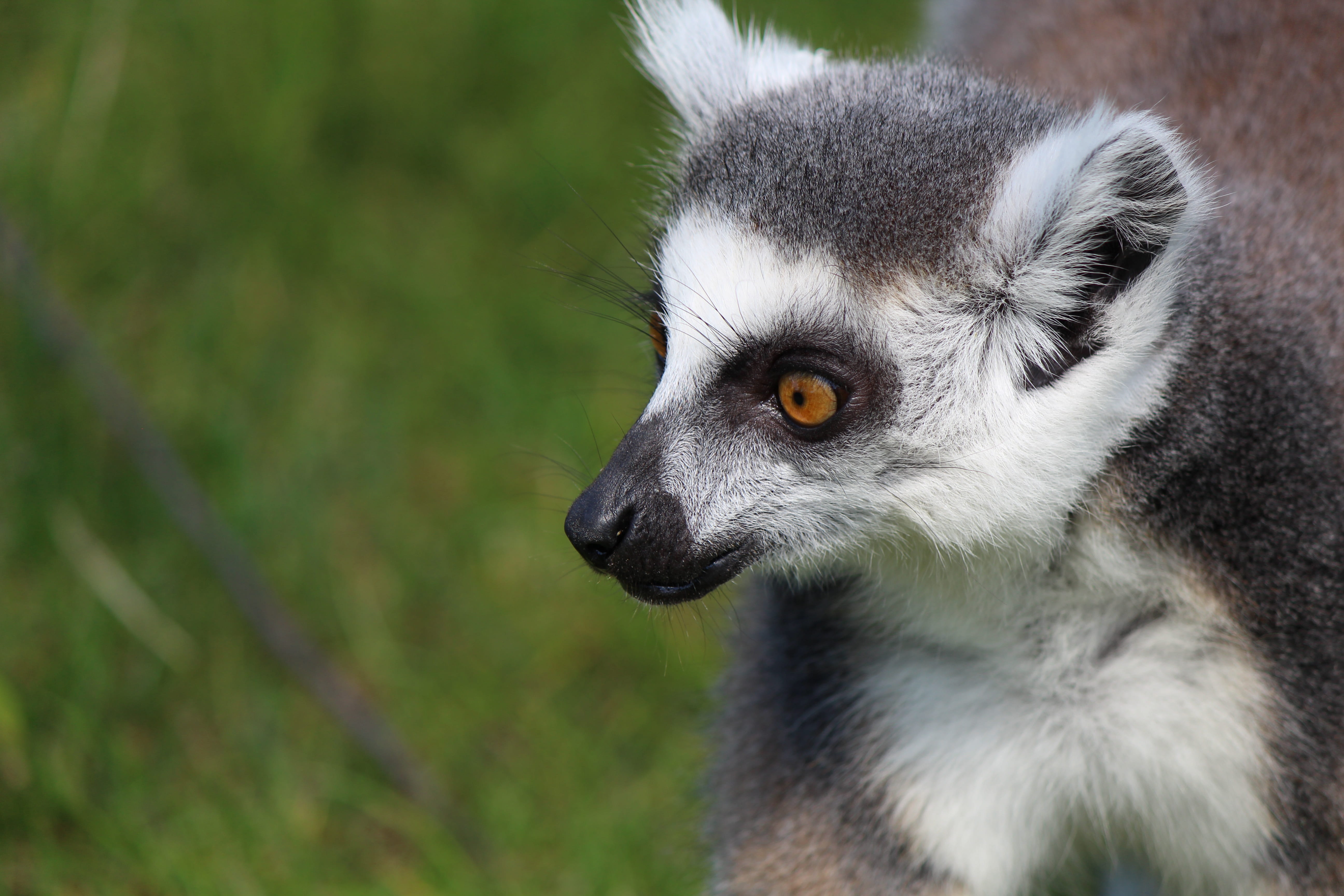day, animal, portrait, 5K, prosimians, animal head, lemur catta, tierpark bochum, animal eye, head, outdoors, focus on foreground, looking away, species of primate, HD Wallpaper