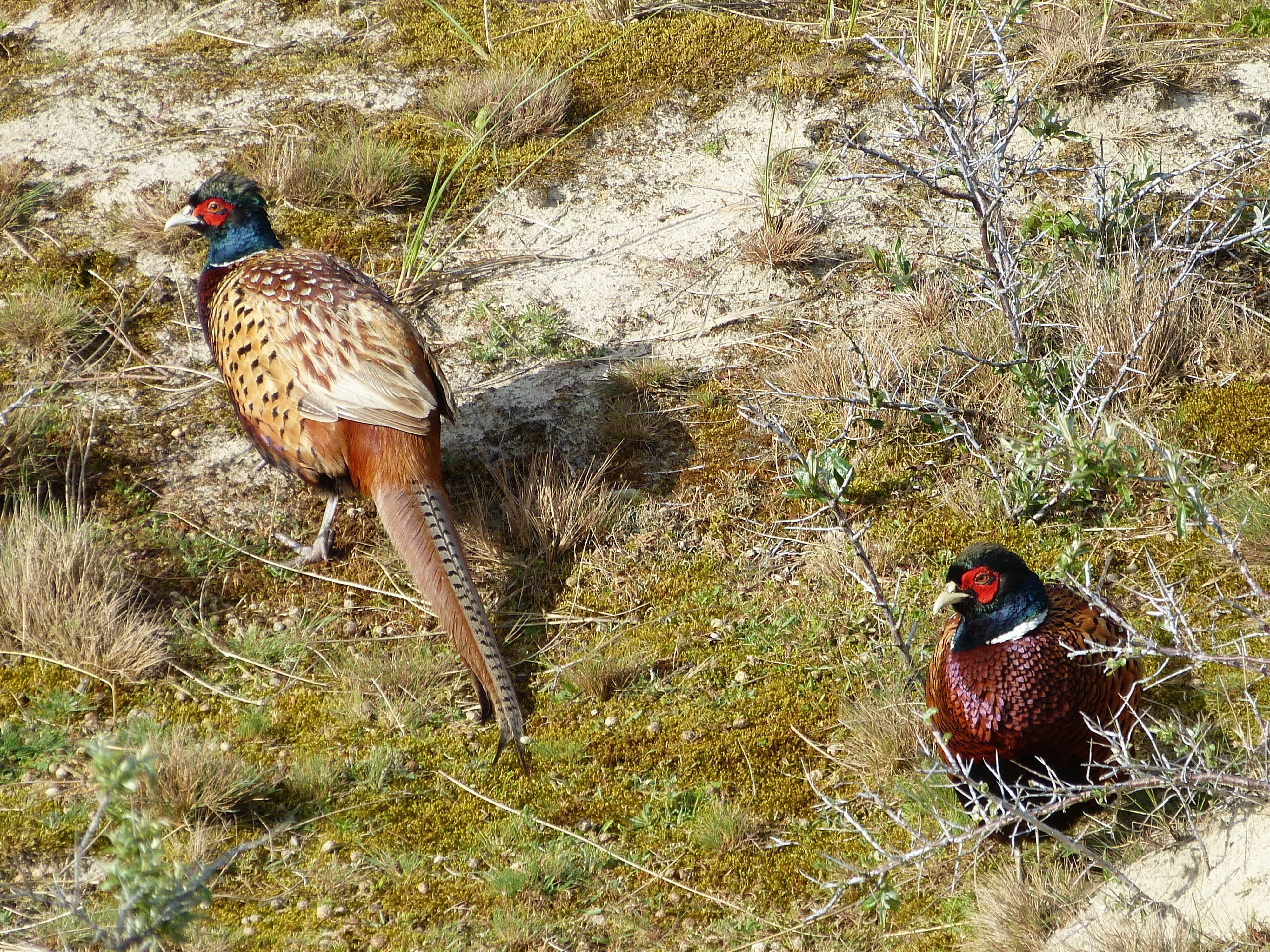animal themes, vertebrate, pheasant, group of animals, day, nature, animals in the wild, plant, duck, bochum, animal wildlife, outdoors, bird, animal, beauty in nature, HD Wallpaper
