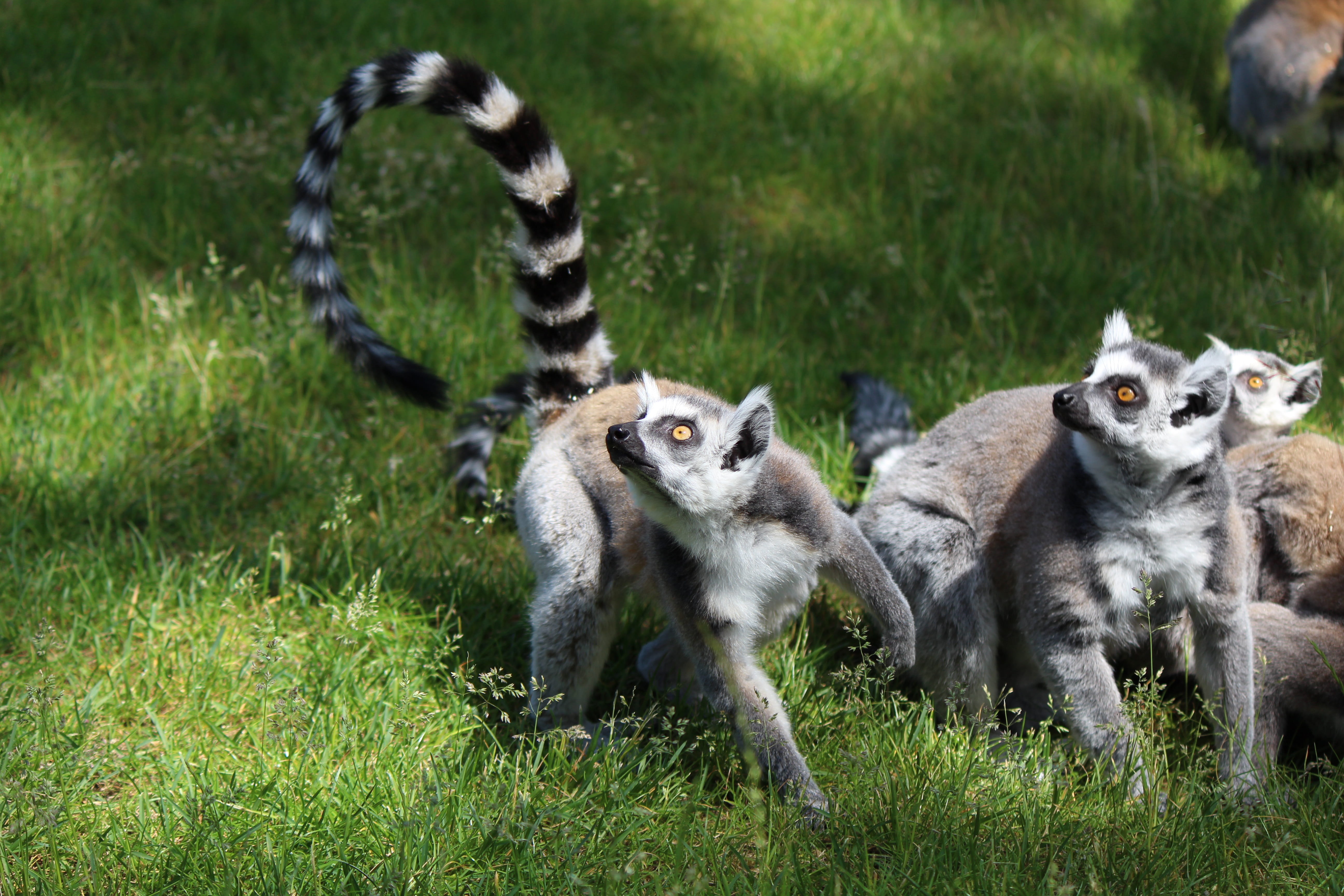 primates, vertebrate, full length, species of primate, lemur, mammal, outdoors, group of animals, day, no people, nature, tierpark bochum, young animal, HD Wallpaper