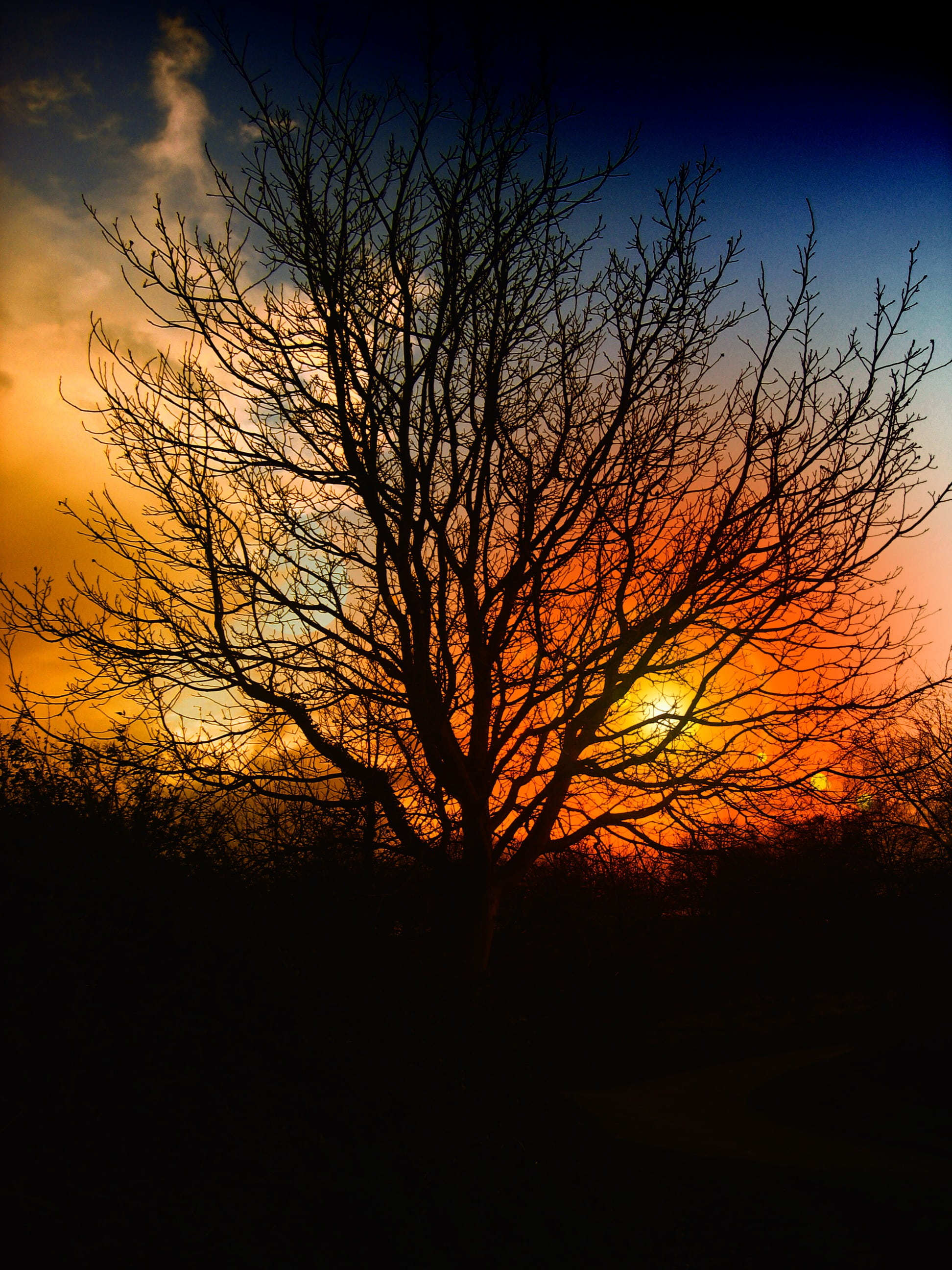 bare tree, no people, mood, bush, ambience, setting, bare, sky, clouds, tranquil scene, atmosphere, red, 2K, fog, scenics - nature, outdoors, bushes, sun, Phone HD Wallpaper