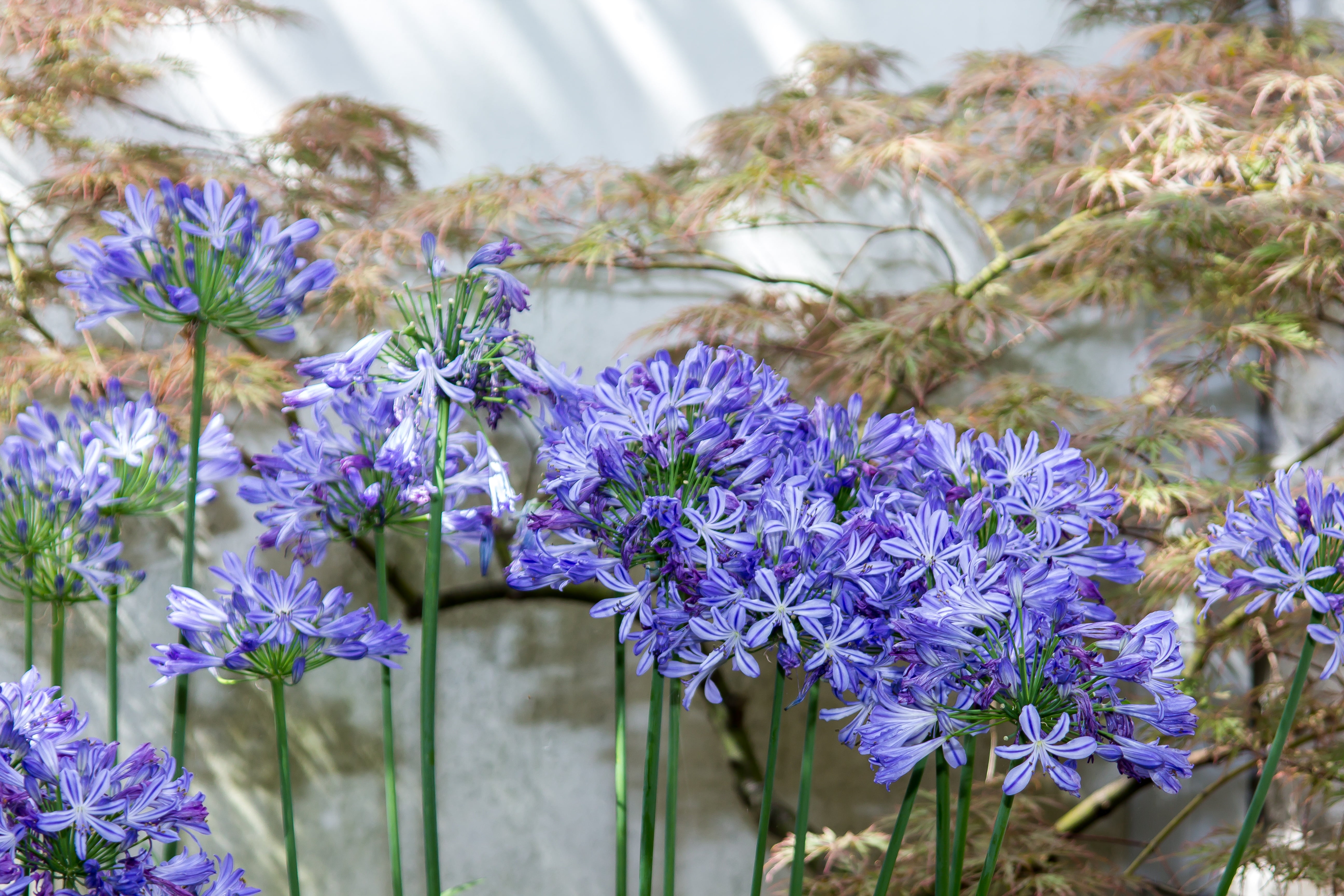 flower, botany, violet, nature, day, blue, petal, focus on foreground, flower head, inflorescence, close-up, no people, love flower, bloom, mood, ambience, HD Wallpaper