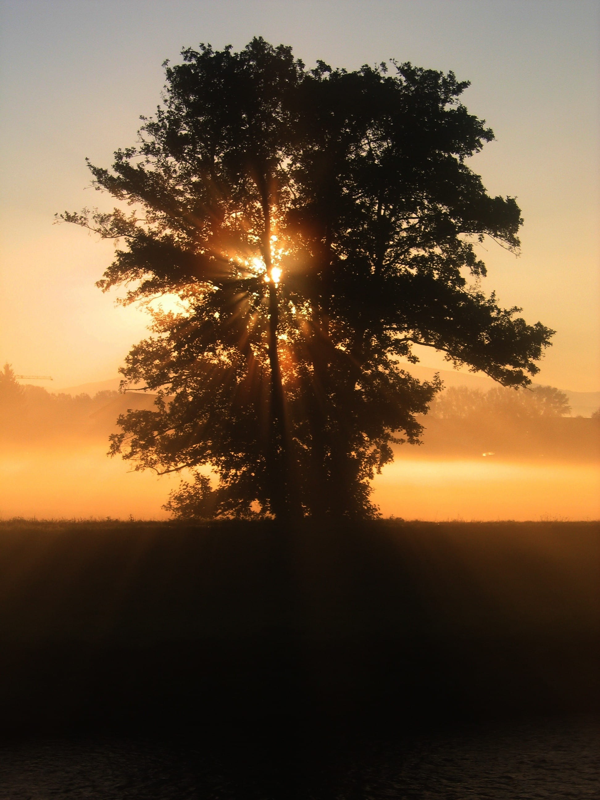 non-urban scene, outback, sunset, hedge, surreal, dusk, reed, clouds, land, still, red, lens flare, nature, ambience, beauty in nature, fog, sunlight, evening, Phone HD Wallpaper
