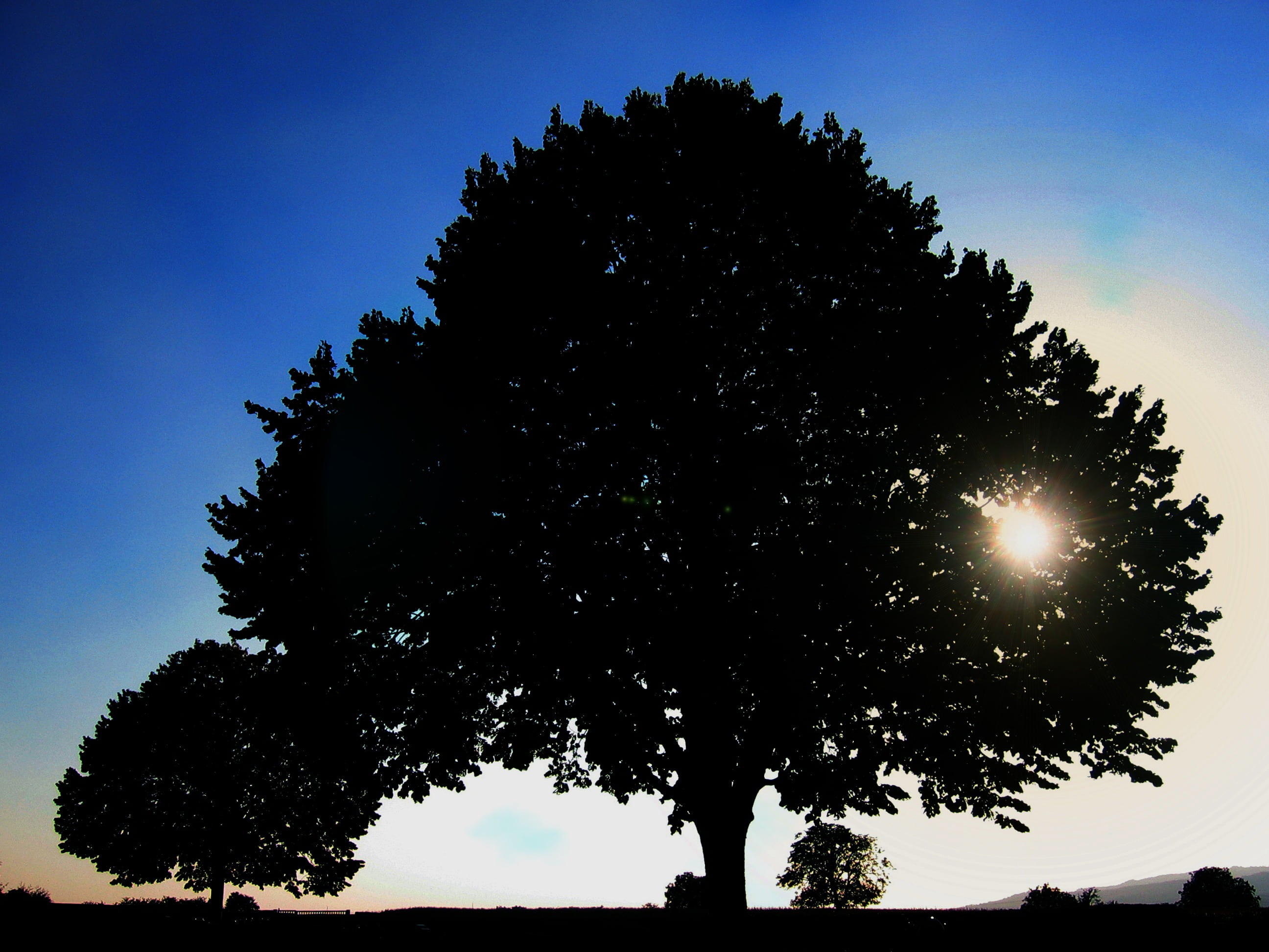 growth, setting, trees, nature, sun, grasses, bush, ambience, evening, reed, tree, grass, autumn, bushes, plant, lens flare, blatter, hedge, fog, low angle view, HD Wallpaper