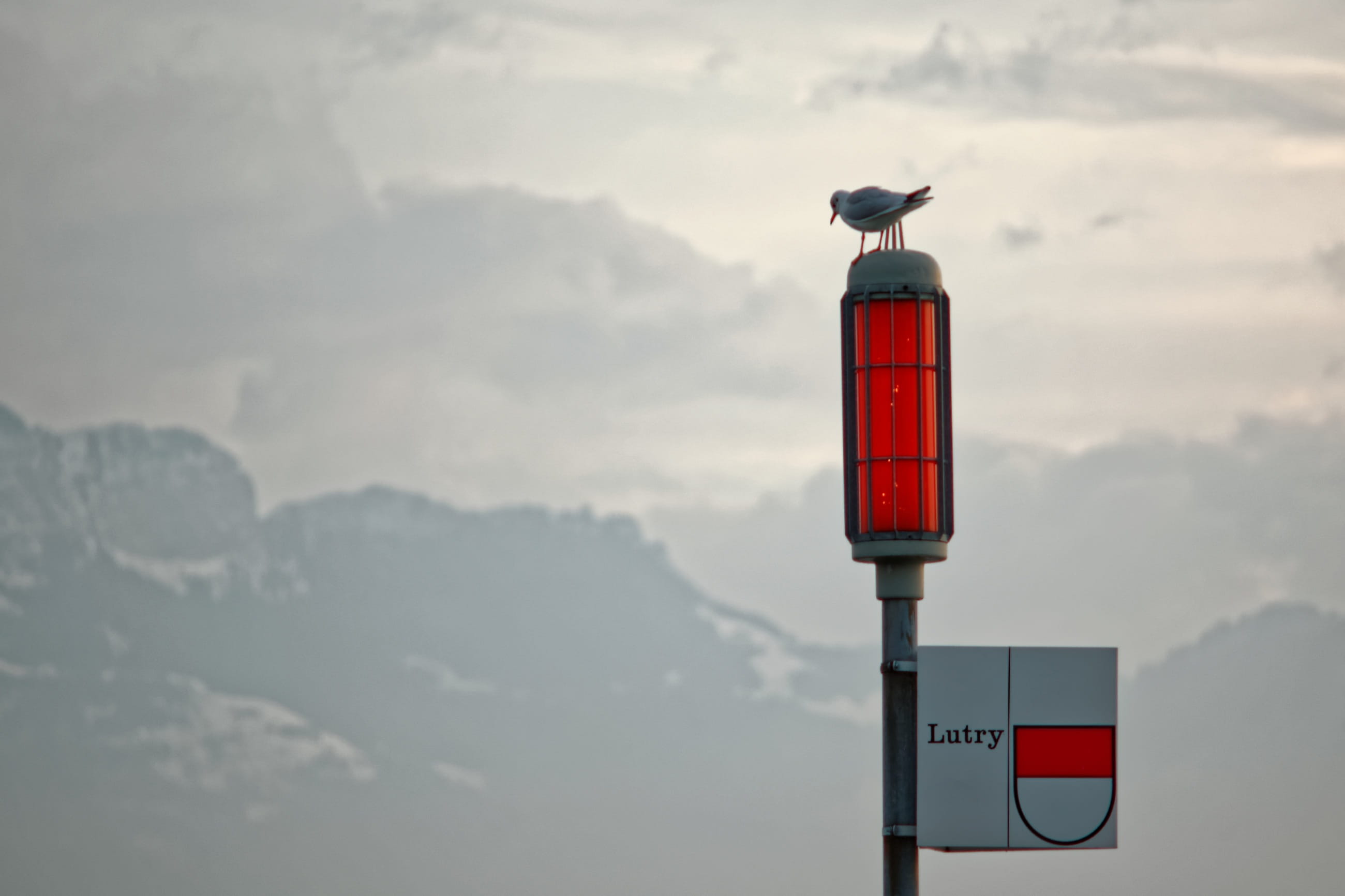 guidance, Geneva, perching, nature, mountains, no people, animal themes, ouchy, Bird, day, animal wildlife, signal, sign, outdoors, Signal, geneva, communication, HD Wallpaper