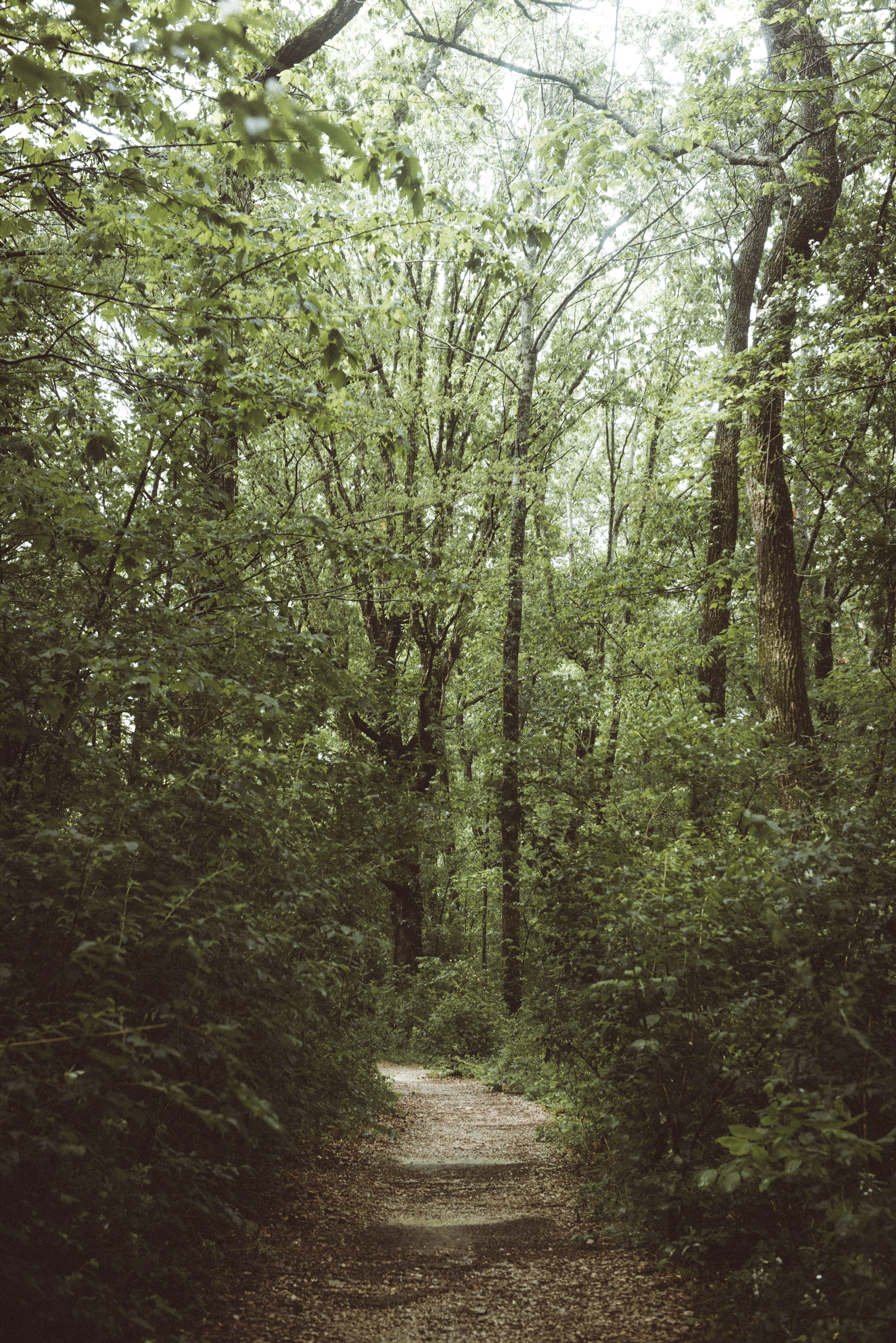 the way forward, green, path, land, pathway, tranquil scene, forest, leaf, foliage, no people, tree, scenics - nature, growth, trail, green color, day, Phone HD Wallpaper