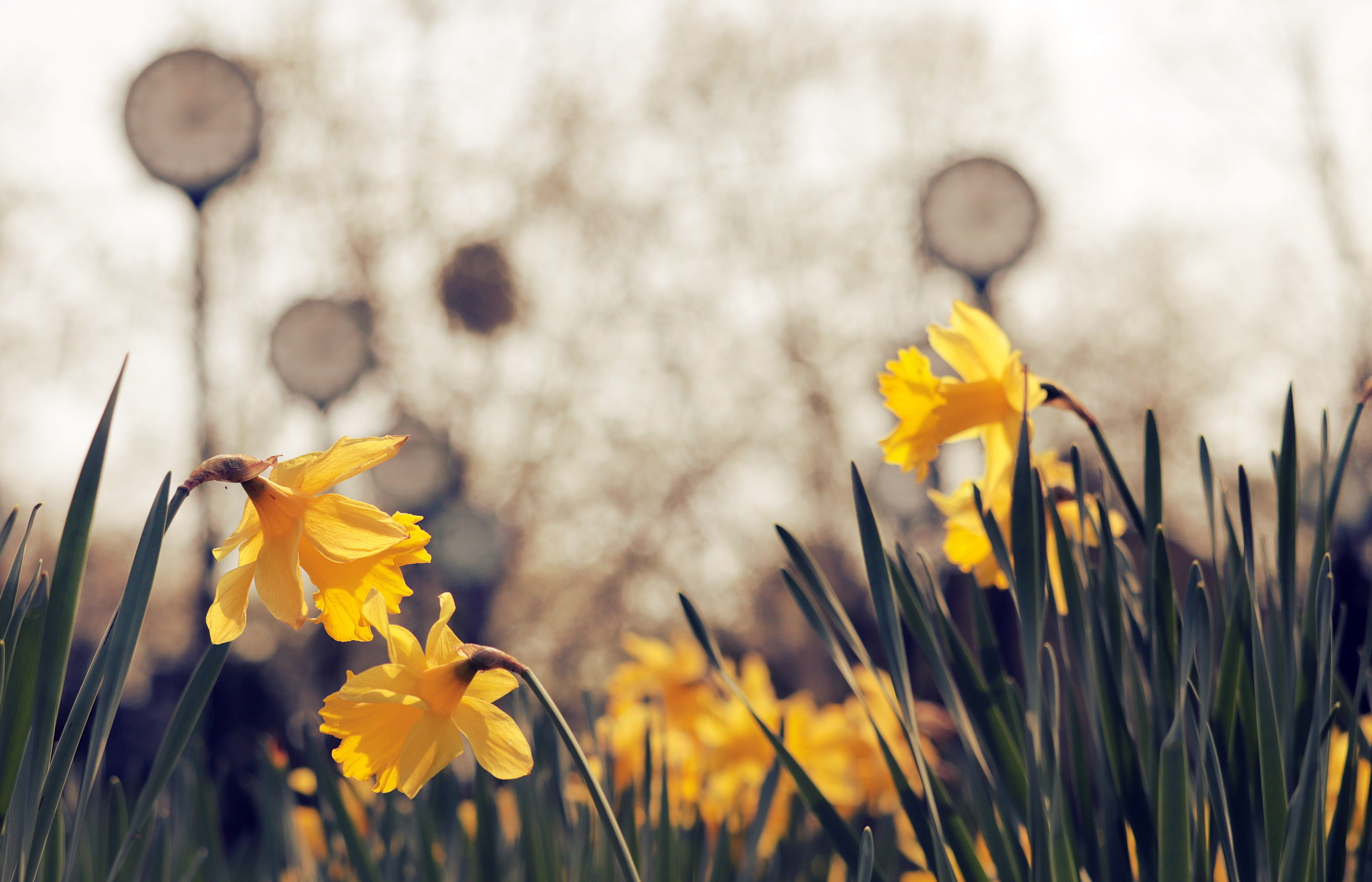 4K, flowering plant, freshness, klaus rinkes time field, focus on foreground, daffodil, petal, yellow, blossom, osterglocken, close-up, springtime, art, HD Wallpaper