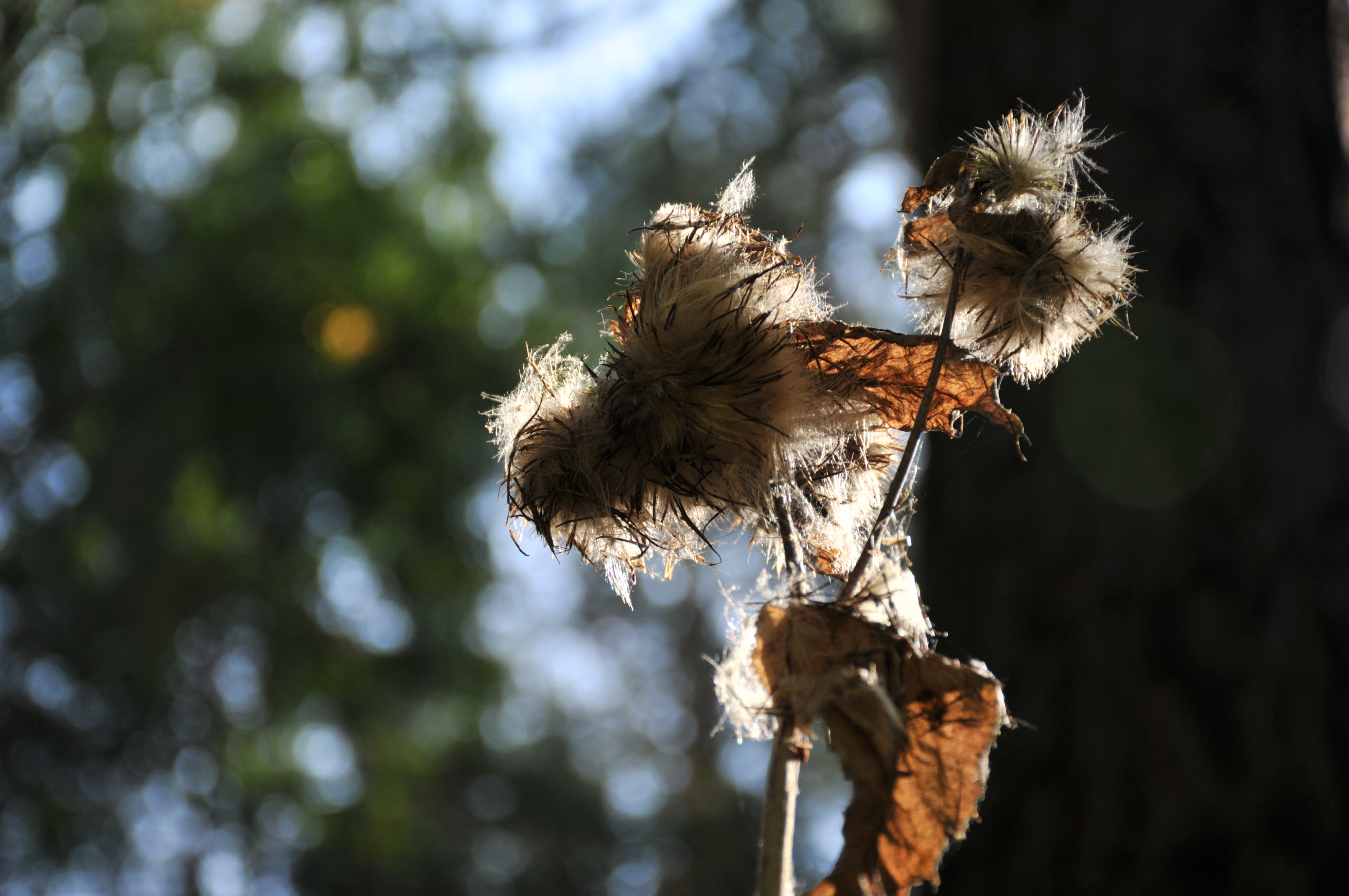 beauty in nature, dried, fragility, vulnerability, tree, flowering plant, flower, focus on foreground, day, no people, 4K, selective focus, sunlight, softness, HD Wallpaper