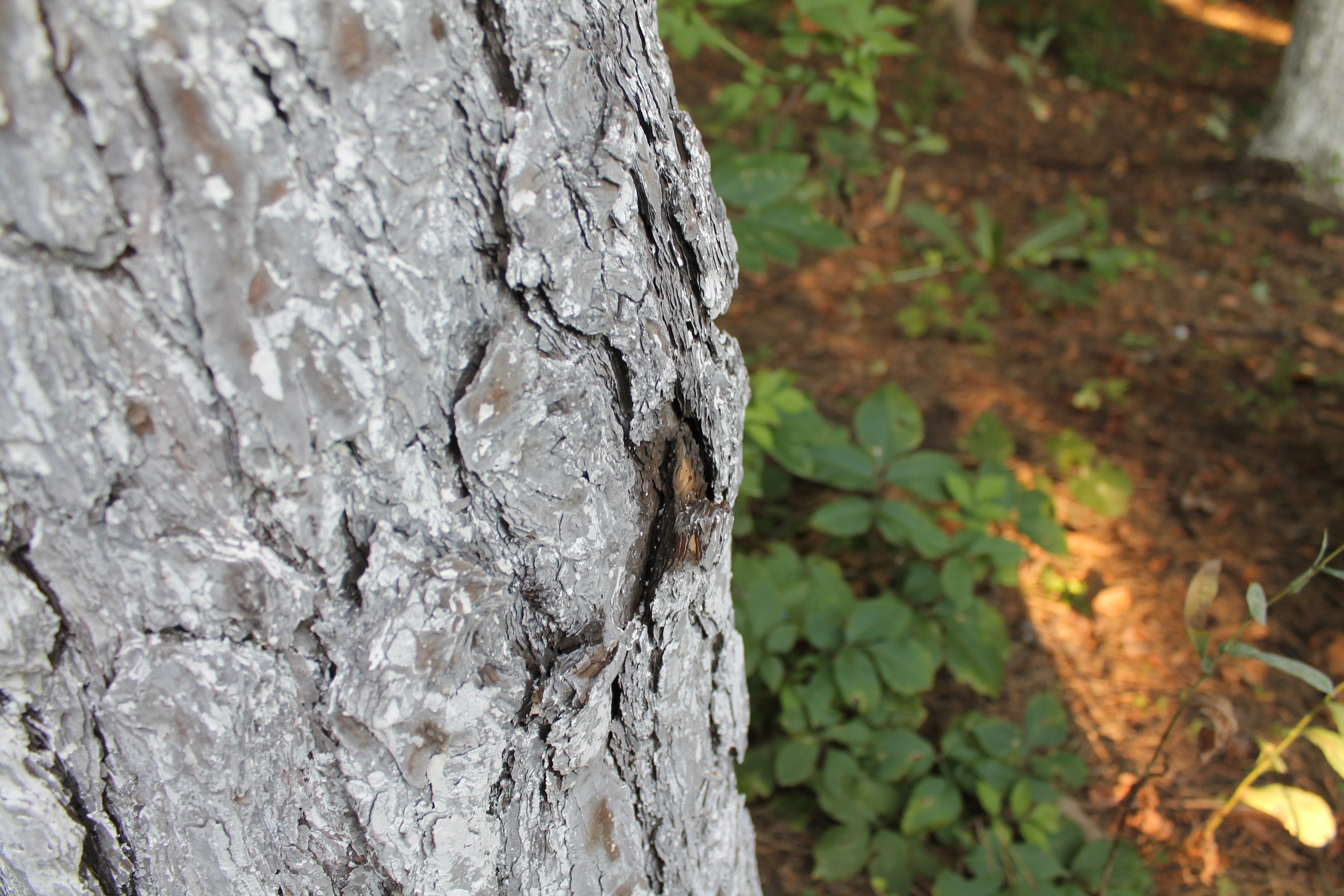 focus on foreground, hotspot, trunk, wood - material, 4K, rough, outdoors, close-up, selective focus, the bark of the tree, forest, nature, plant, growth, HD Wallpaper