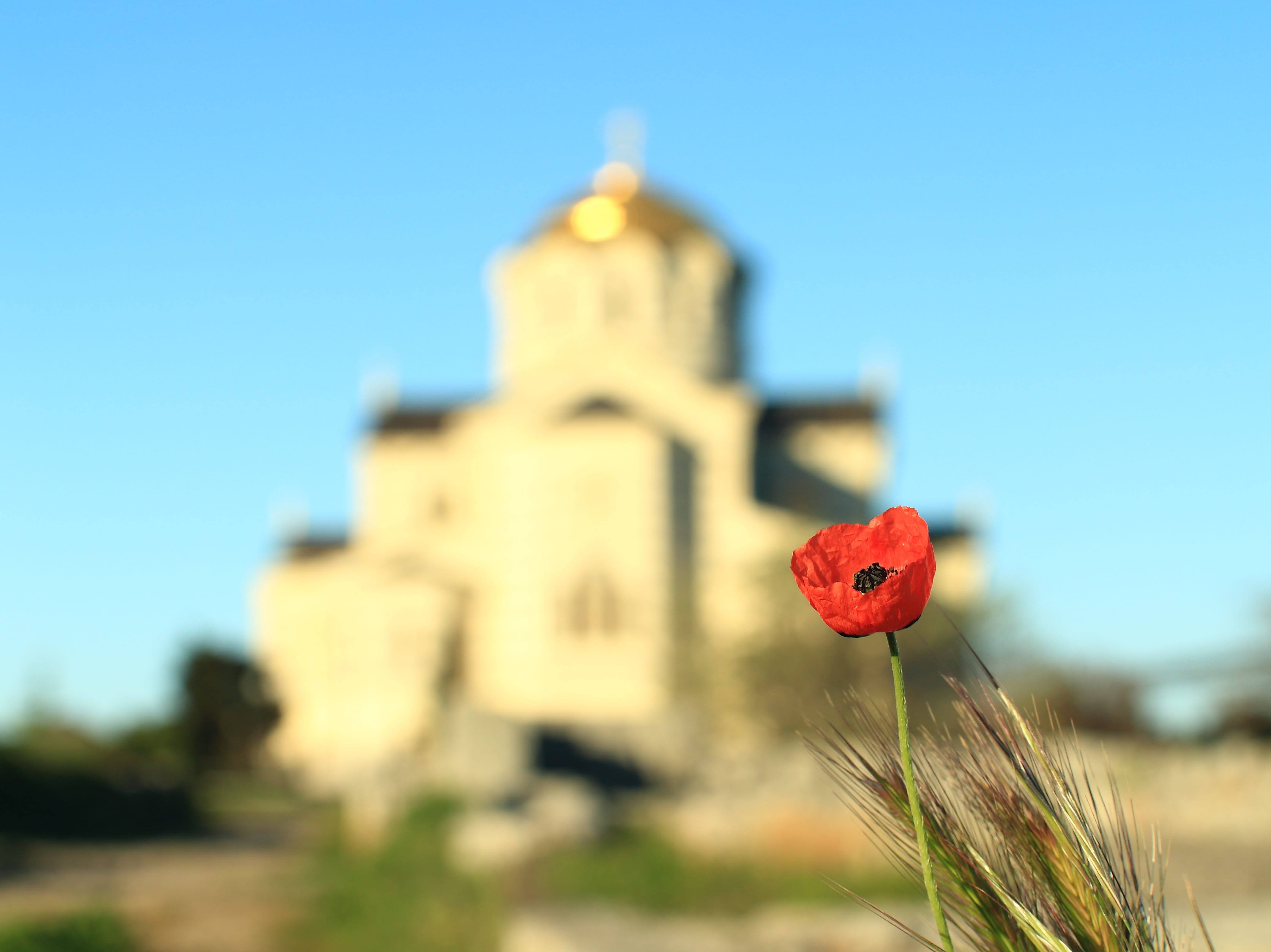 sunlight, nature, flower, sun, close-up, growth, red, outdoors, building, freshness, mack, plant, macro, clear sky, architecture, focus on foreground, hersonissos, HD Wallpaper