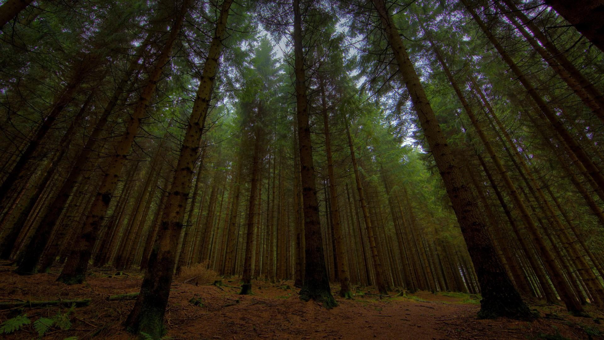 growth, beauty in nature, no people, pines, tranquility, sky, scenics - nature, land, pine forest, bamboo - plant, tree, darness, day, outdoors, 1080P, HD Wallpaper