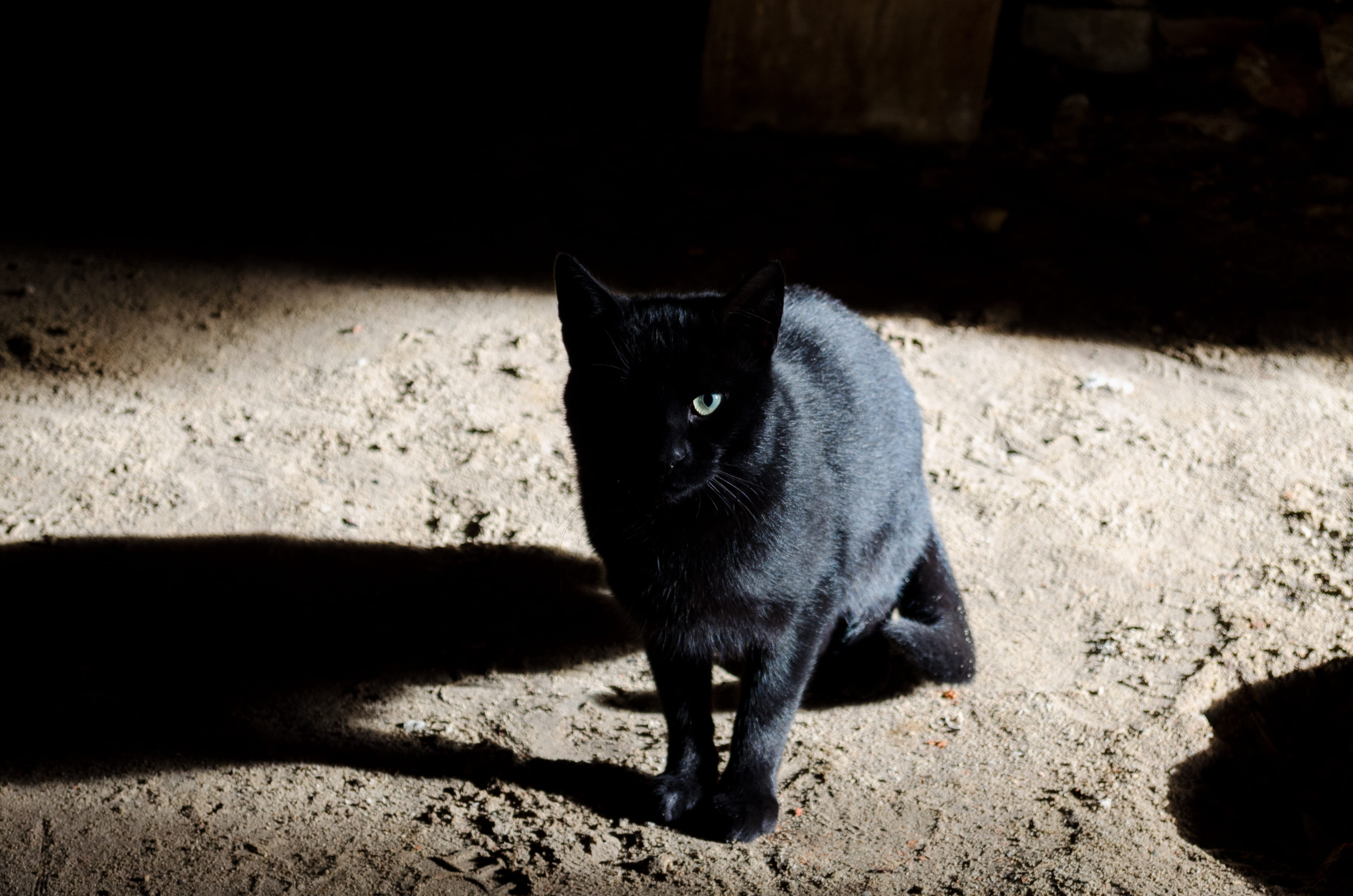 domestic animals, dar, animal eye, black, nature, black color, whisker, 4K, animal, pets, shadow, looking at camera, domestic, sunlight, land, day, no people, HD Wallpaper