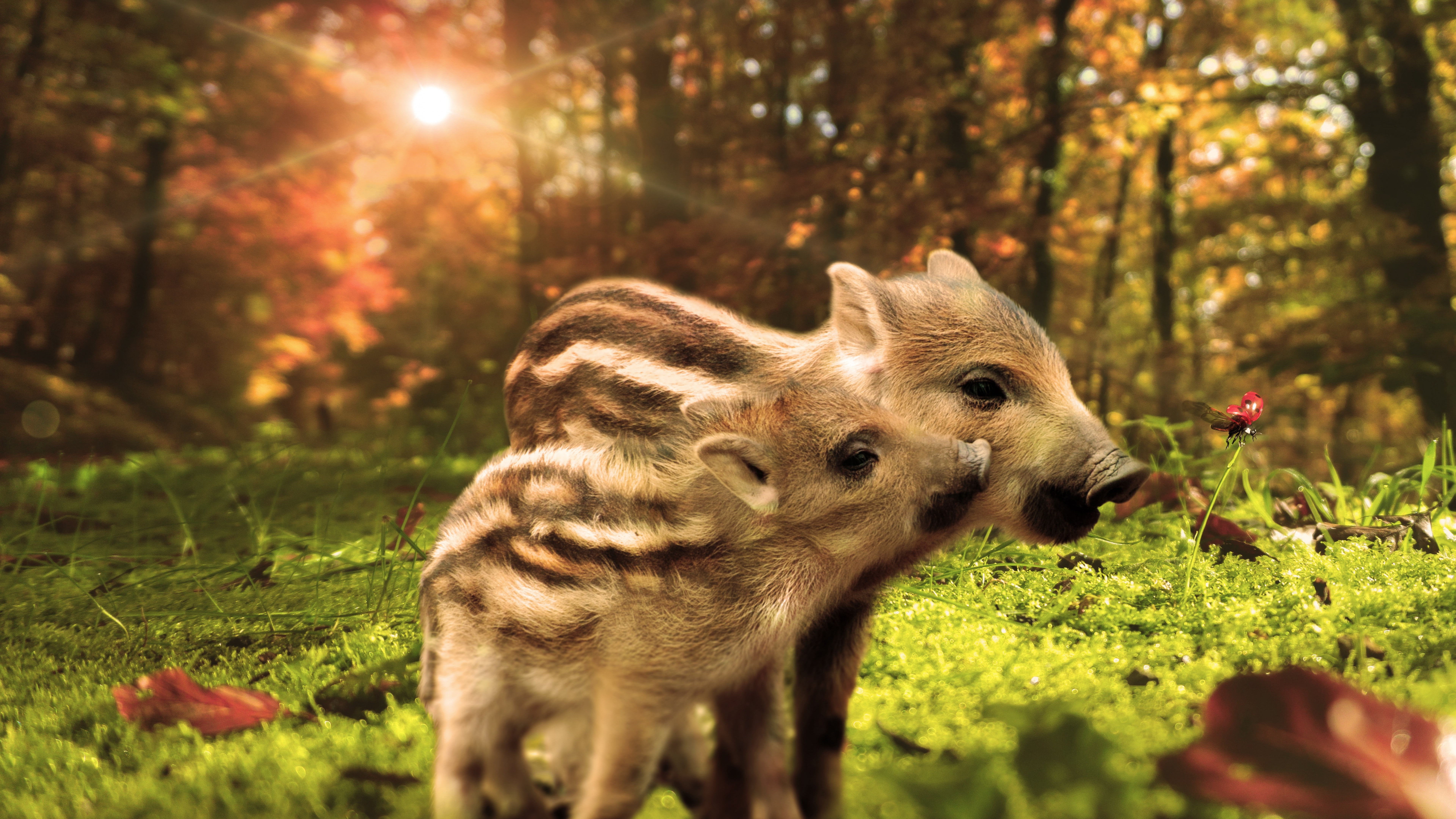 7K, Pig, 8K, funny animals, HD Wallpaper