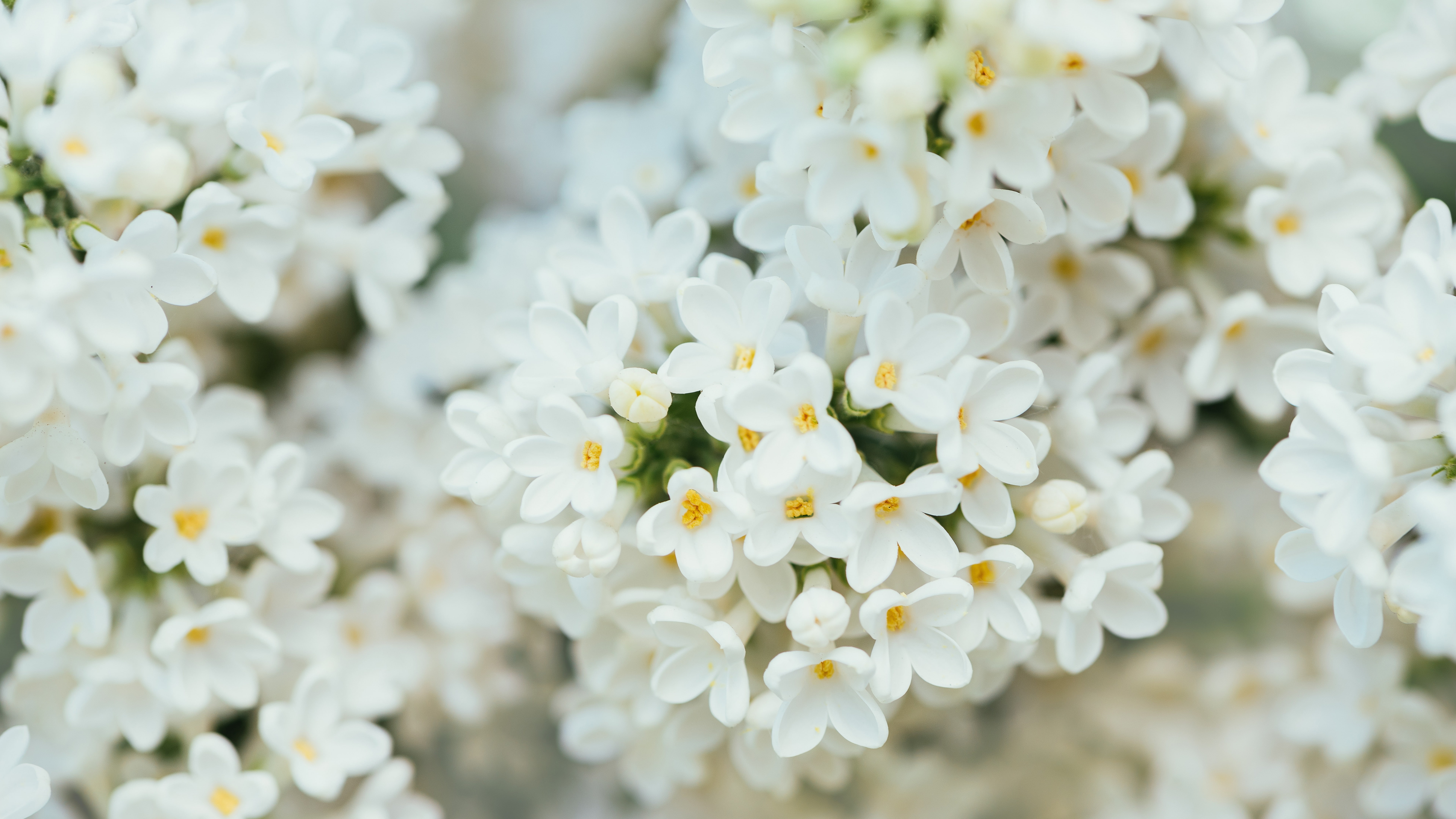 White Flower, 7K, 4K, 8K, spring, HD Wallpaper