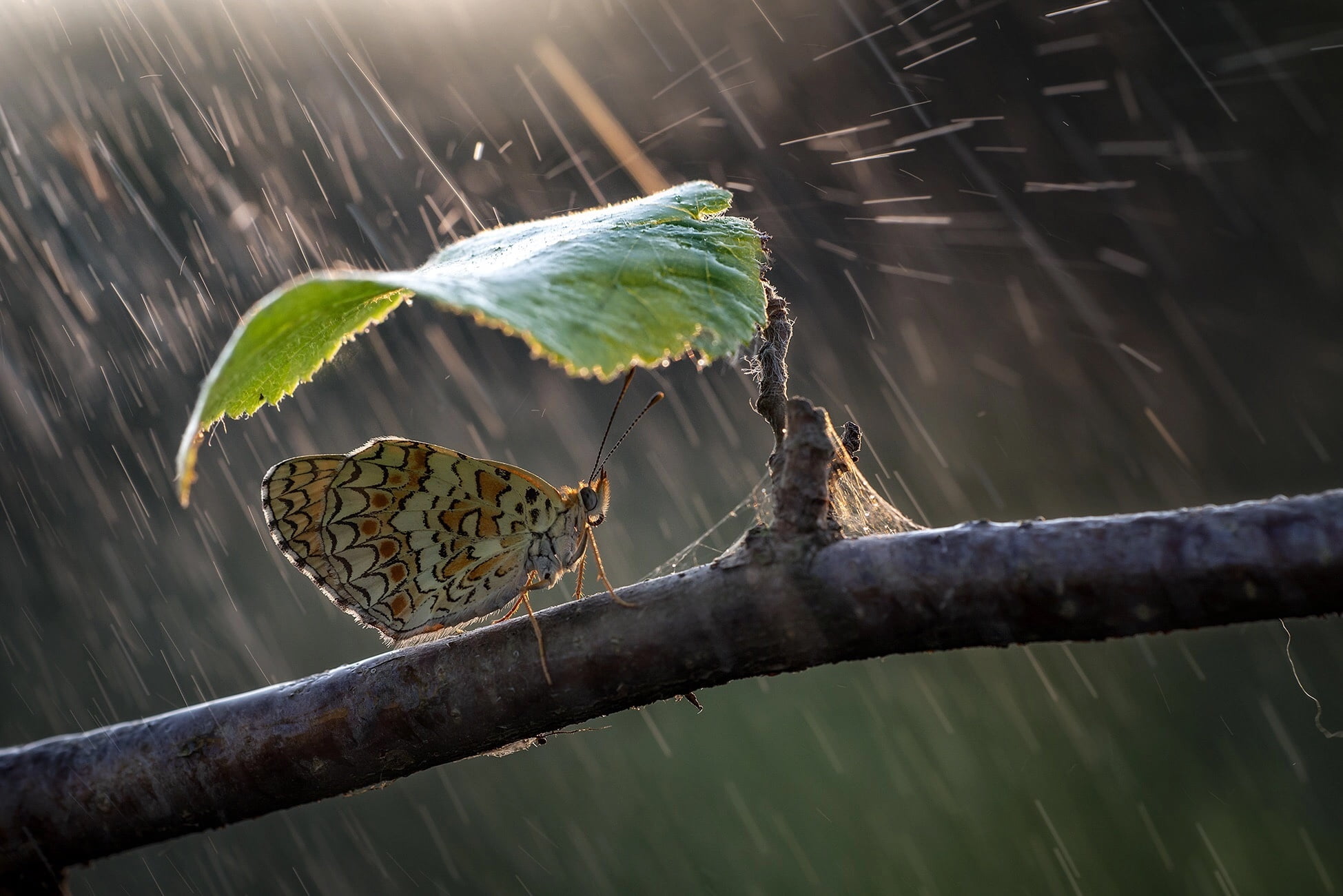 nature, leaf, umbrella, rain, butterfly, branch, Roberto Aldrovandi, 1080P, HD Wallpaper