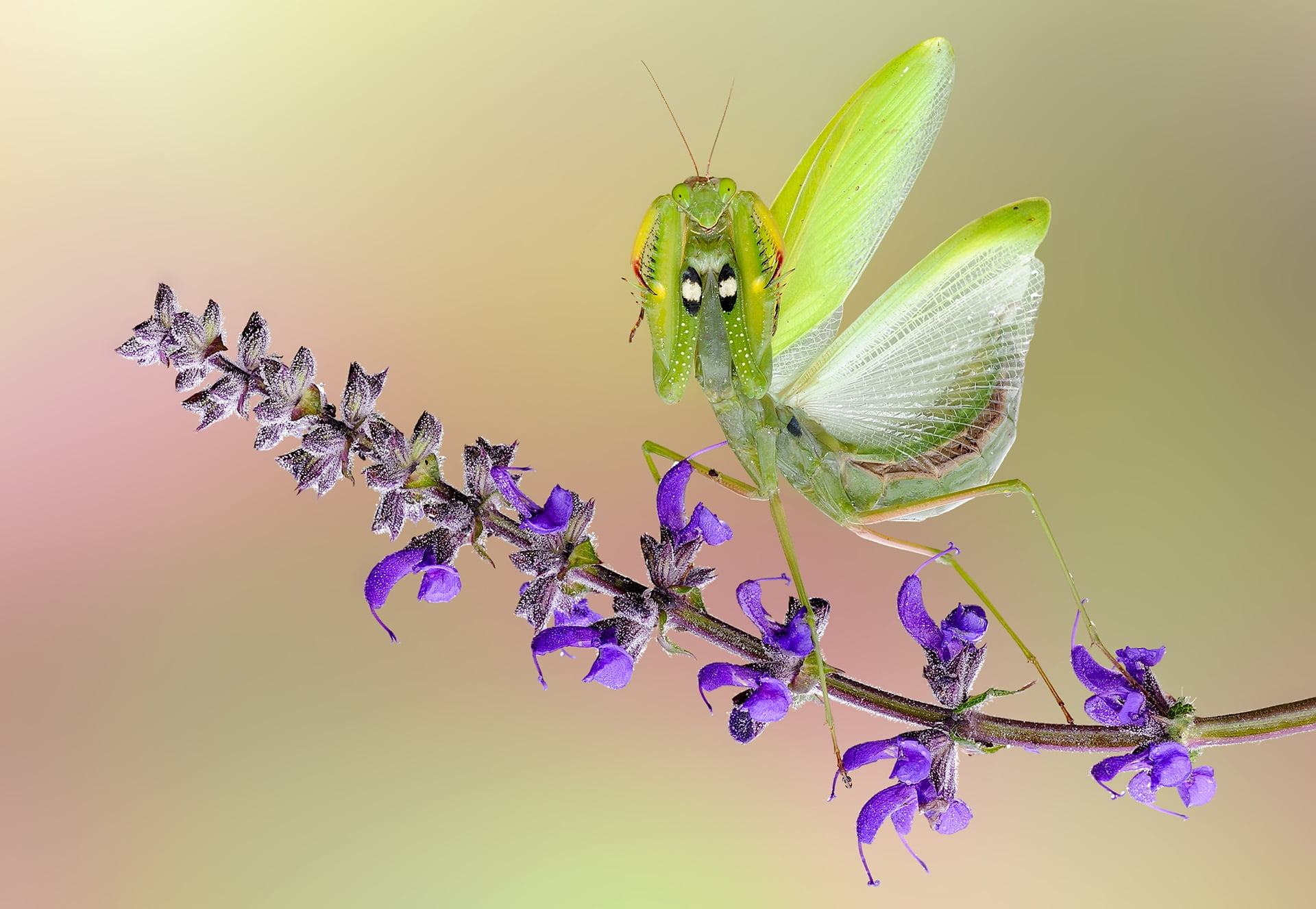 flower, beauty in nature, close-up, Angry Praying Mantis, animals in the wild, purple, nature, 1080P, insect, vulnerability, animal eye, no people, animal themes, HD Wallpaper