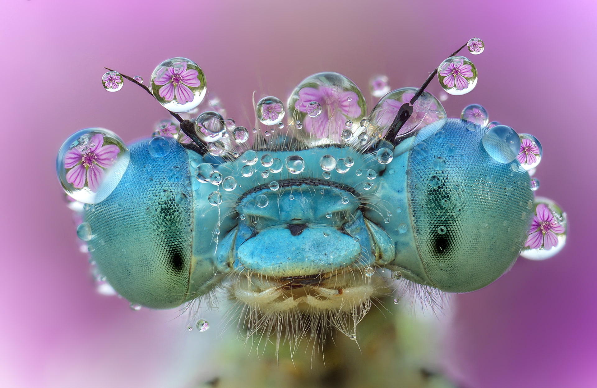 macro, blue, 1080P, roberto aldrovandi, insect, Dragonfly, pink, eyes, water drops, HD Wallpaper