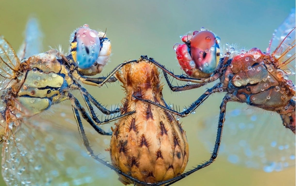 blue, focus on foreground, roberto aldrovandi, close-up, one animal, animal wildlife, day, sea life, crab, eyes, animal themes, Dragonflies, invertebrate, HD Wallpaper