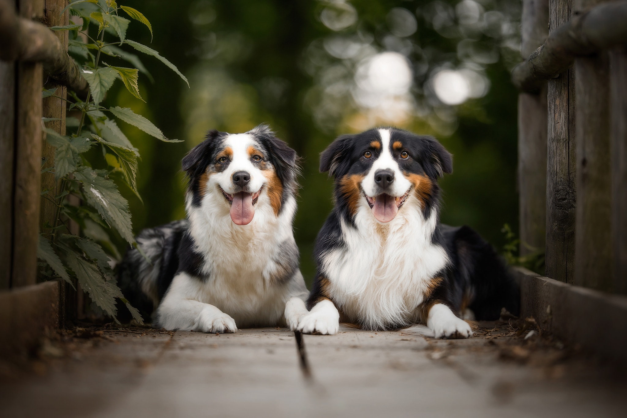 pair, animals, the bridge, Australian shepherd, Board, 1080P, Roberto Urbani, dogs, HD Wallpaper