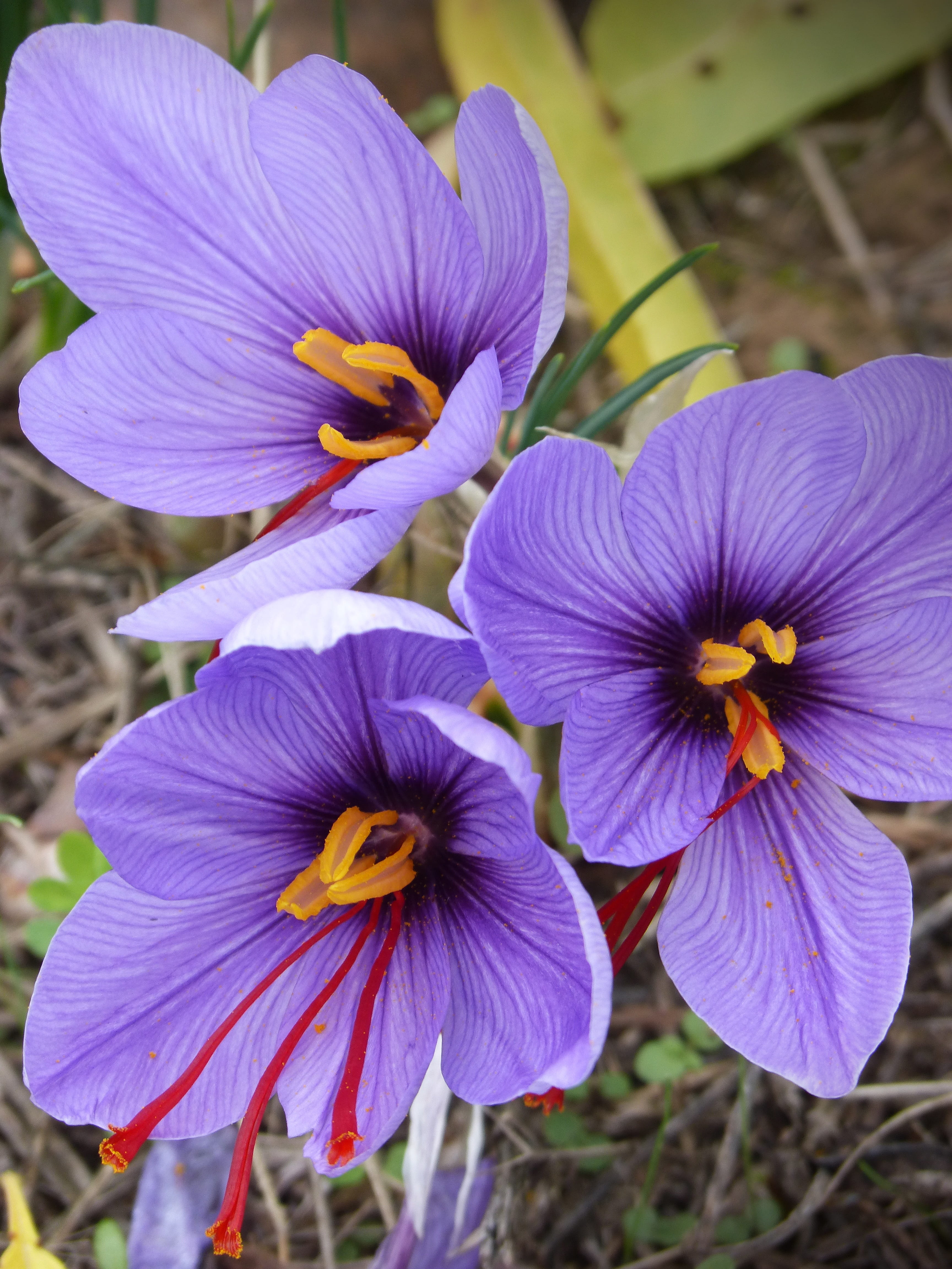 freshness, summer, nature, no people, inflorescence, flower Head, outdoors, purple, botany, flowering plant, crocus flower, high angle view, Crocus, macro, Phone HD Wallpaper