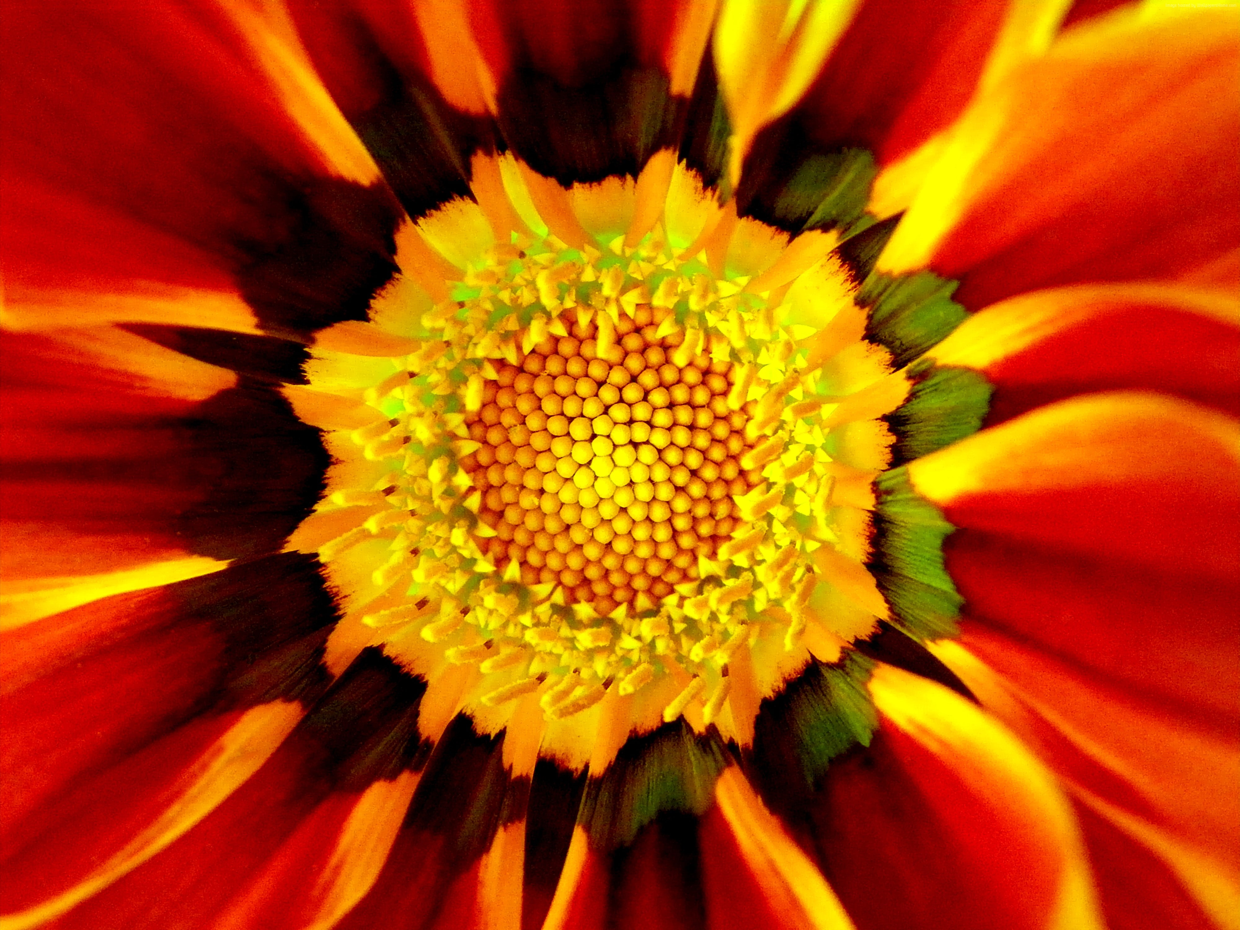 Saffron, 4K, 4k, flowers, 5k, 8k, macro, HD Wallpaper