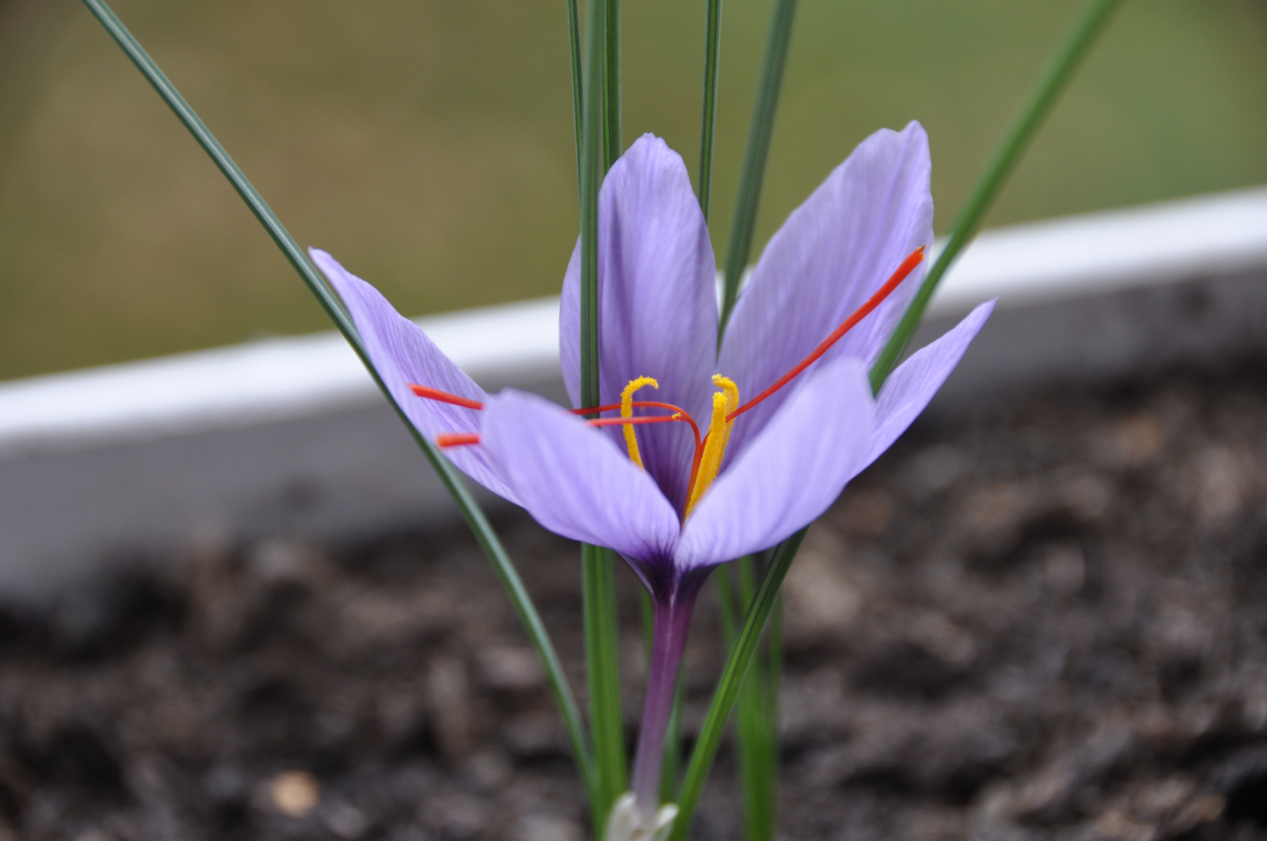 freshness, flowering plant, flowerbed, no people, inflorescence, plant, iris, nature, flower head, vulnerability, beauty in nature, outdoors, close-up, HD Wallpaper