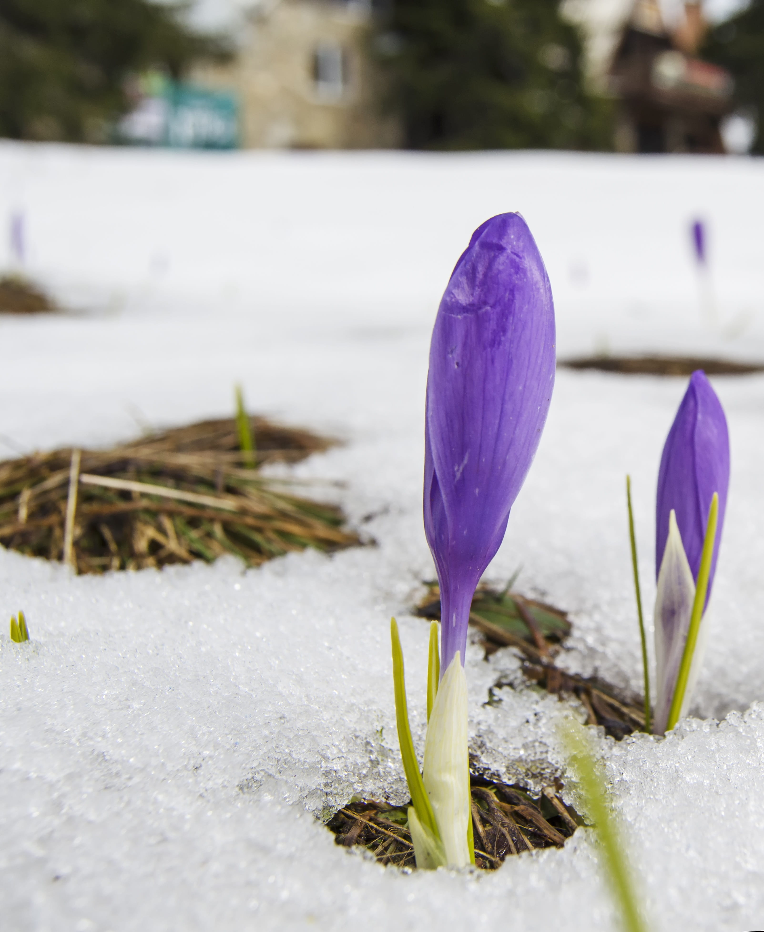 growth, nature, flowering plant, focus on foreground, bloom, saffron, close-up, crocus, iris, purple, winter, no people, violet, plant, cold temperature, Phone HD Wallpaper