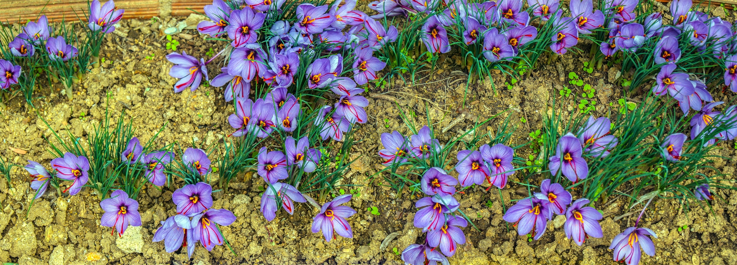 petal, high angle view, growth, day, purple, flowering plant, abundance, no people, land, close-up, saffron, flower head, outdoors, field, fragility, flower, HD Wallpaper